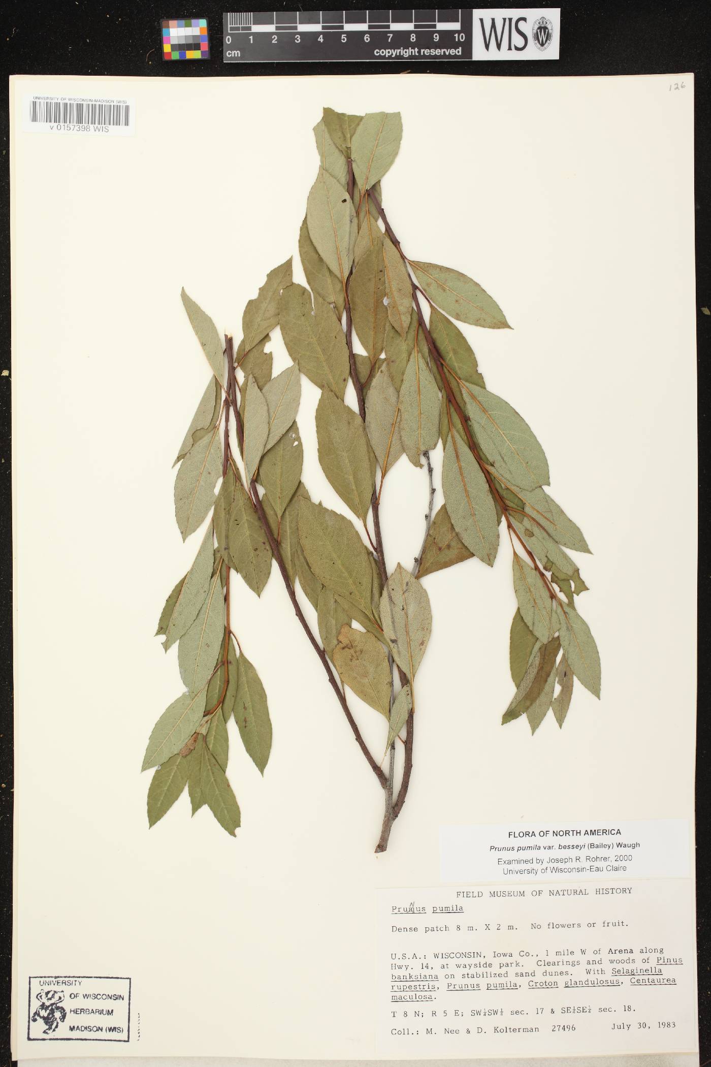 Prunus pumila image