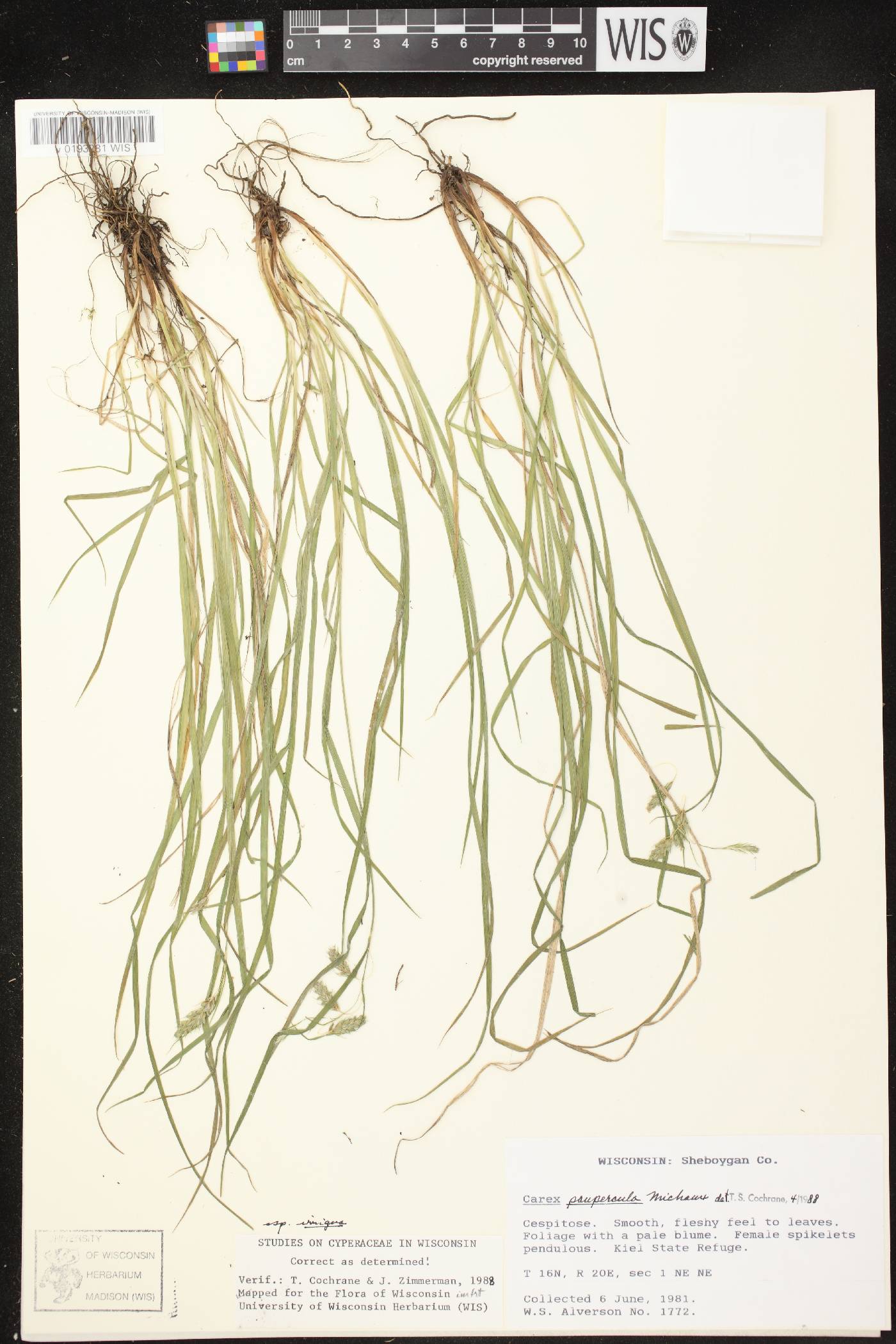 Carex magellanica image