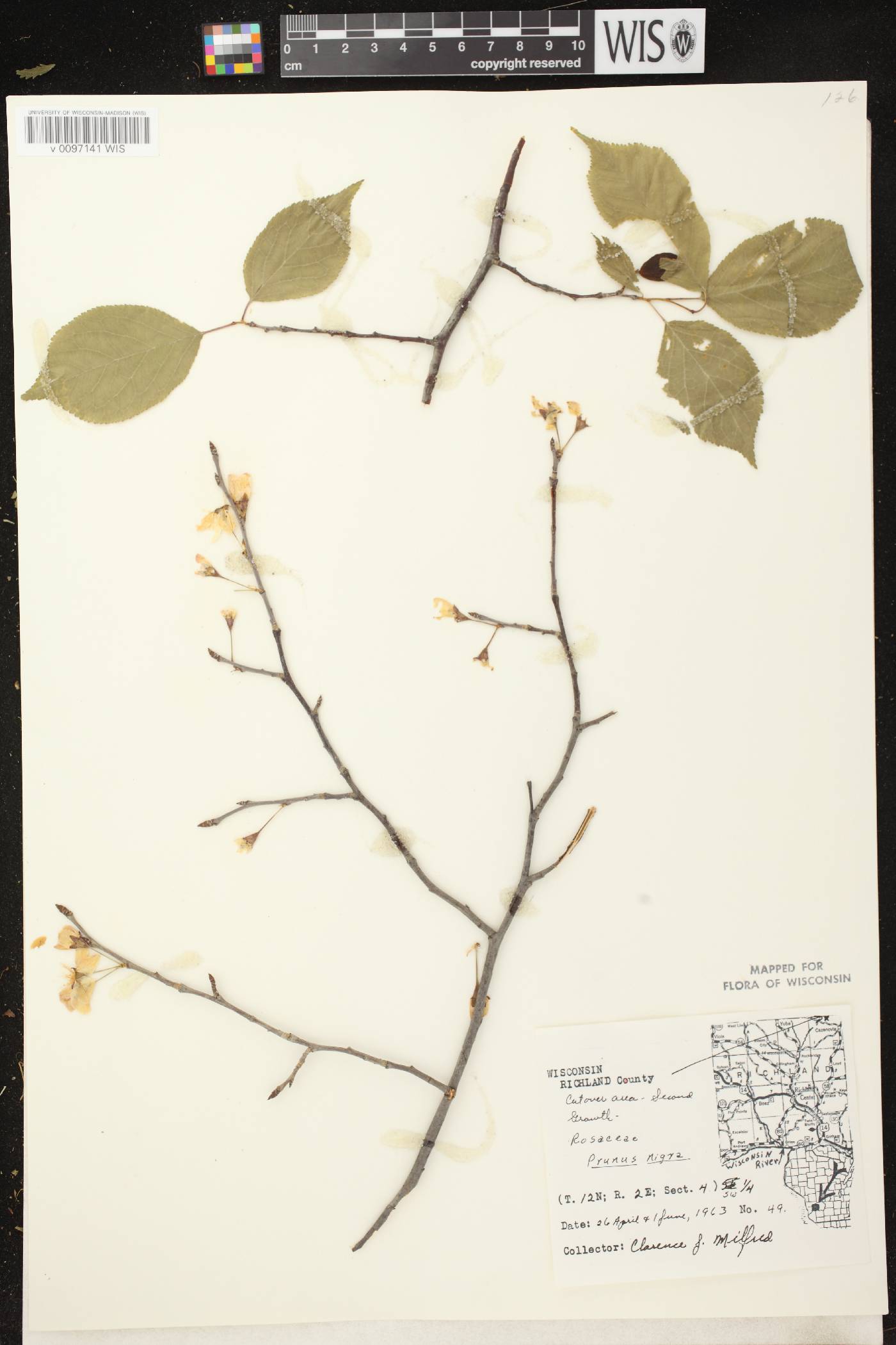 Prunus nigra image