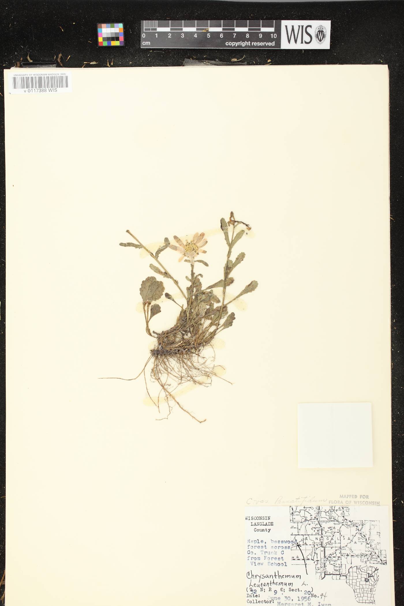 Leucanthemum vulgare image