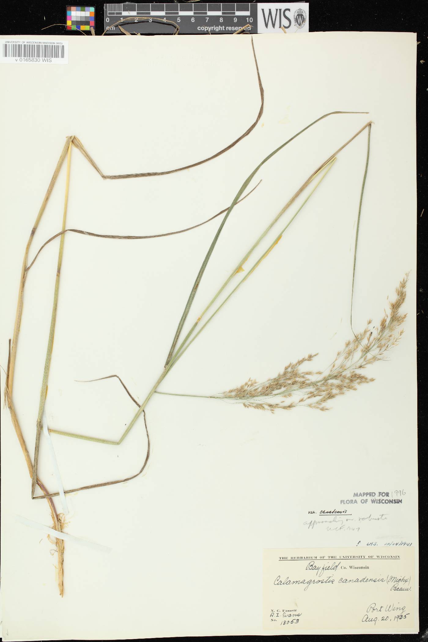 Calamagrostis canadensis var. canadensis image