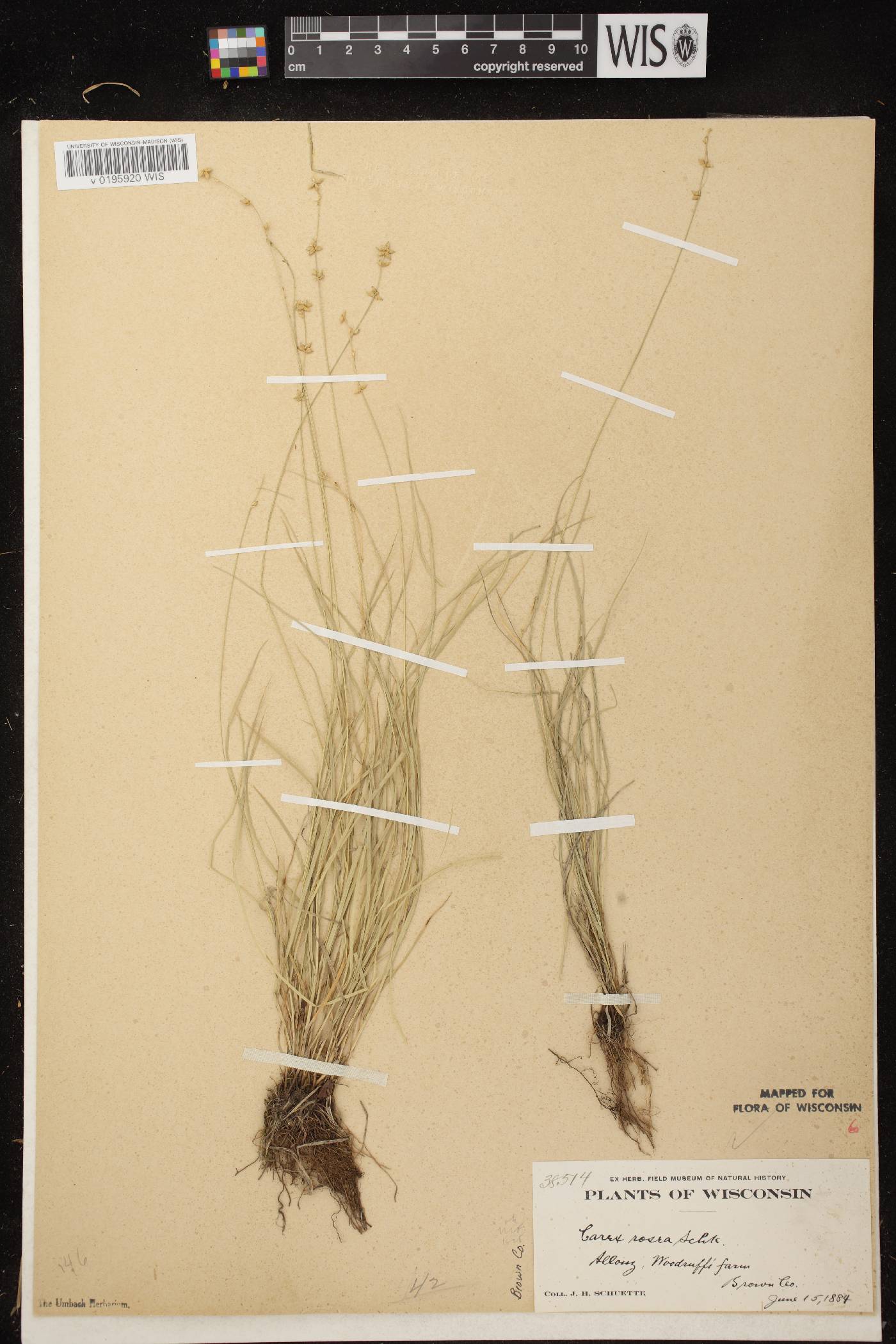 Carex radiata image