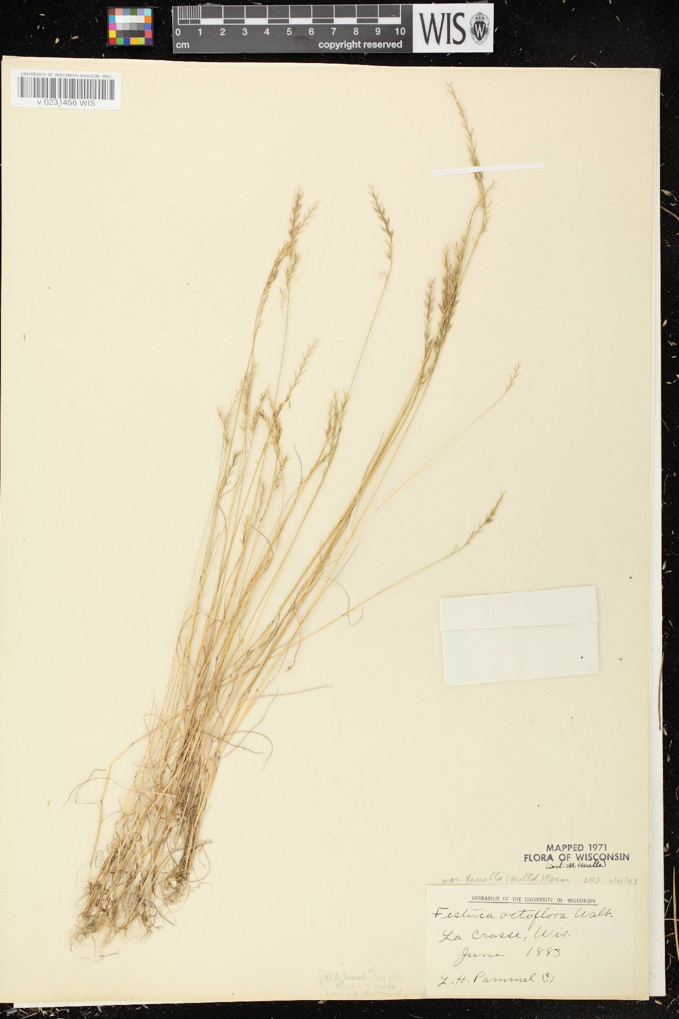 Festuca octoflora image