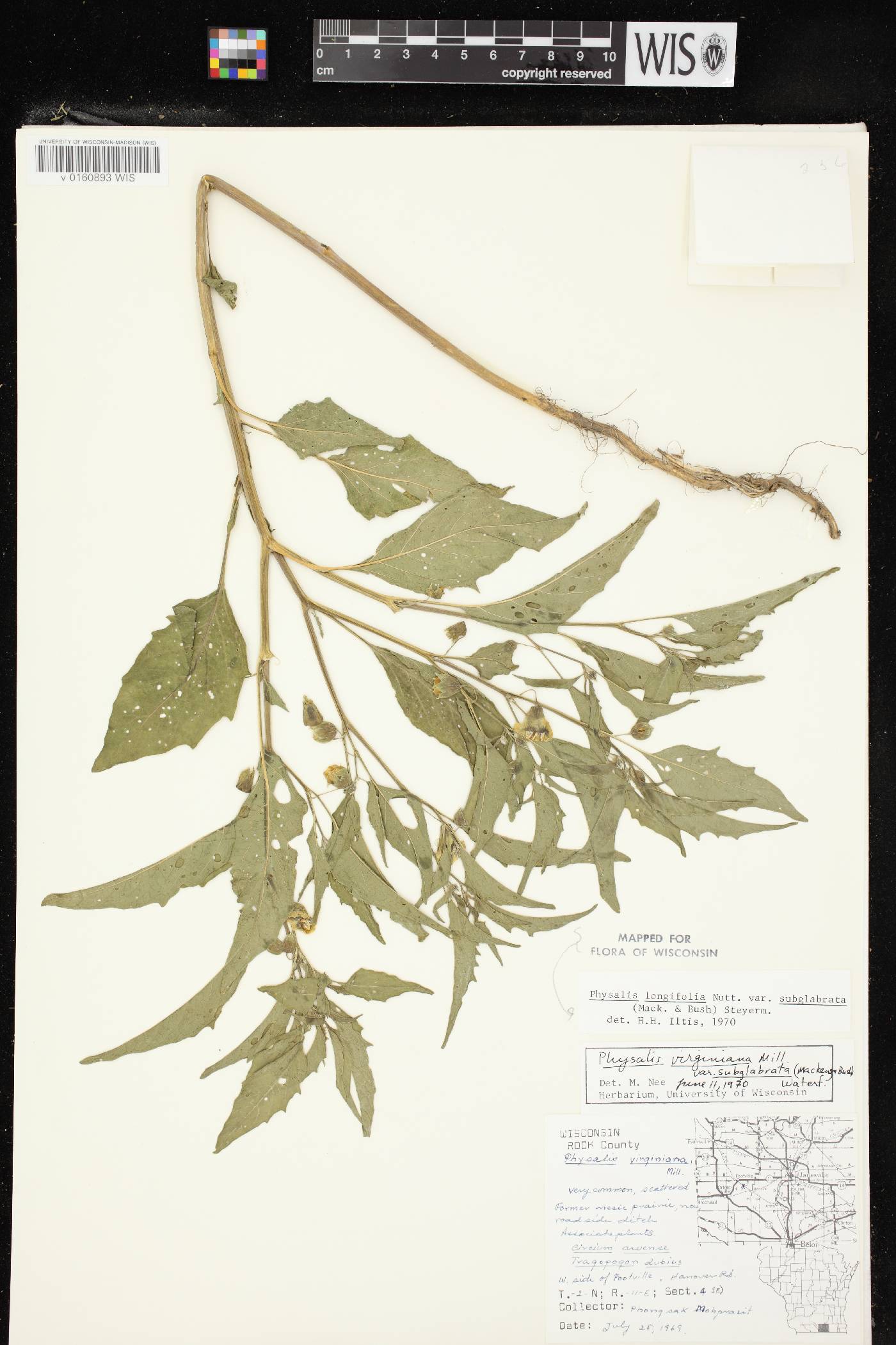 Physalis longifolia image