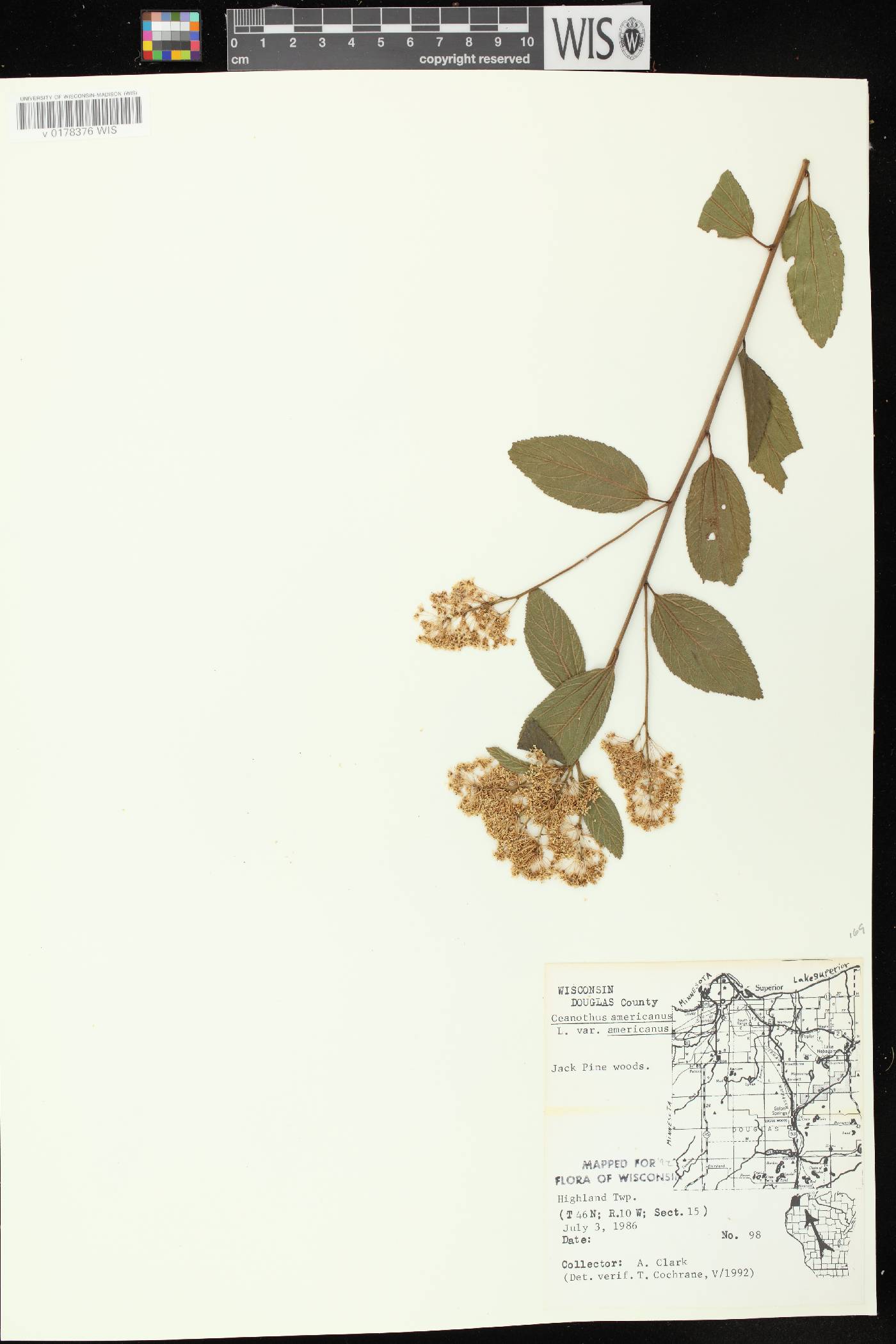 Ceanothus americanus image