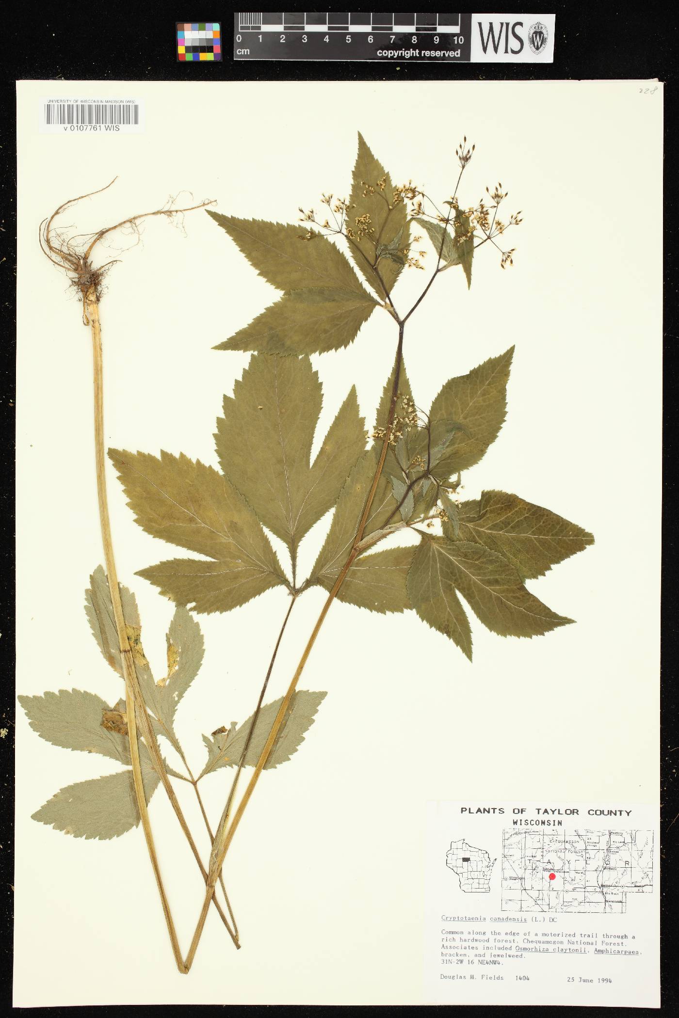 Cryptotaenia canadensis image