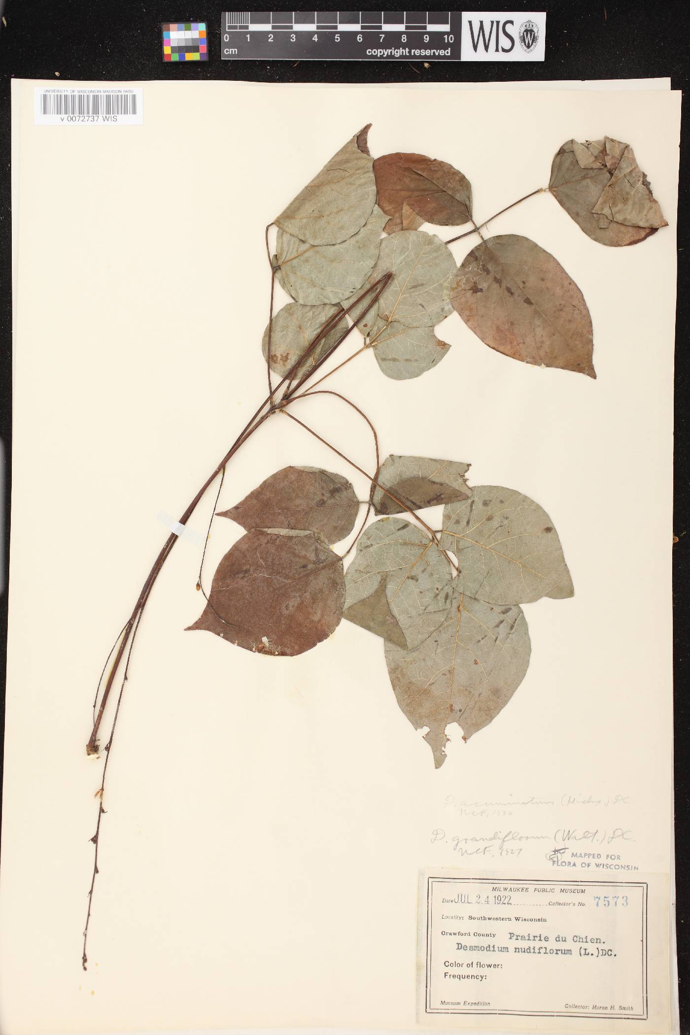 Hylodesmum glutinosum image