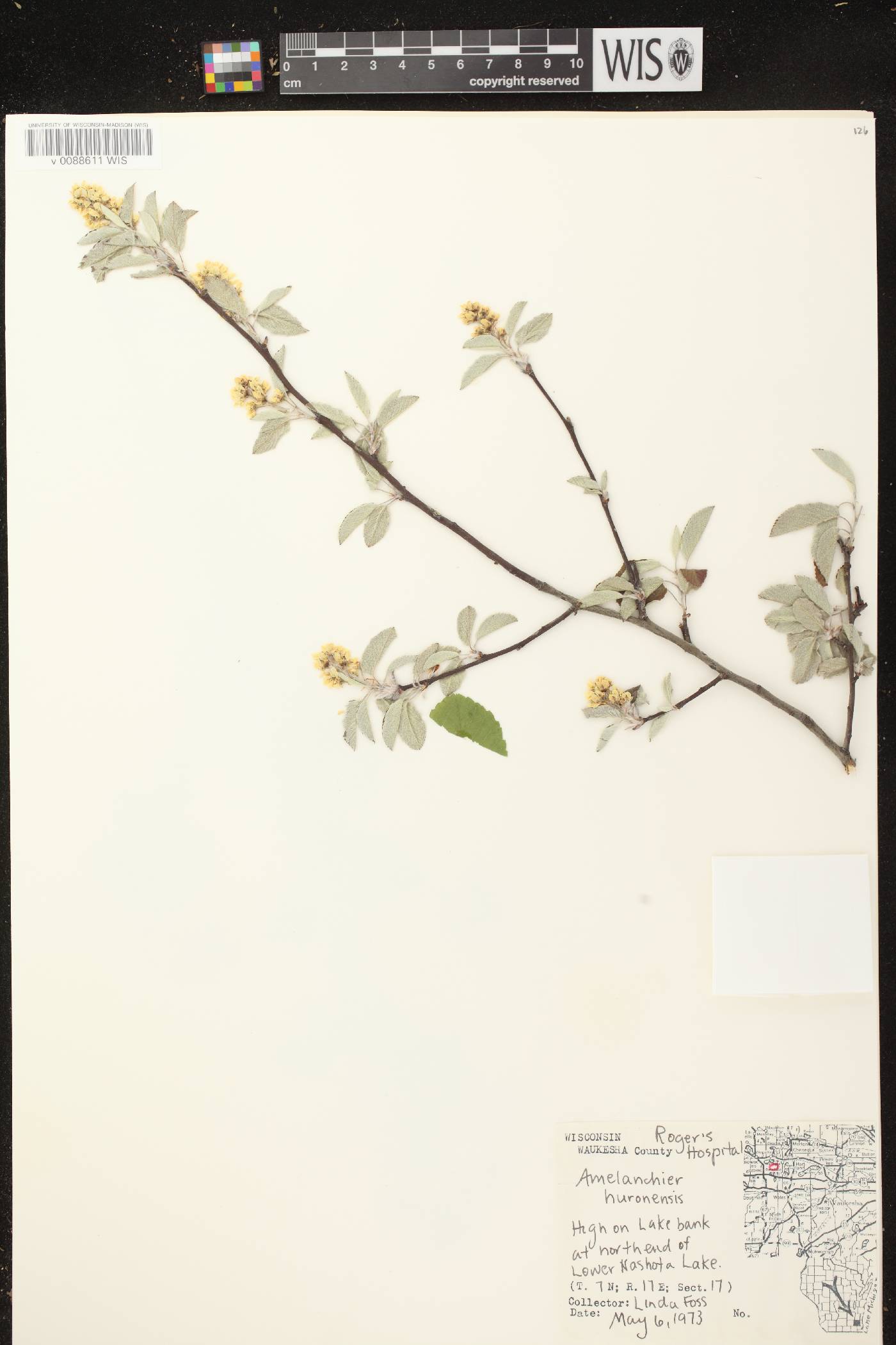 Amelanchier sanguinea image