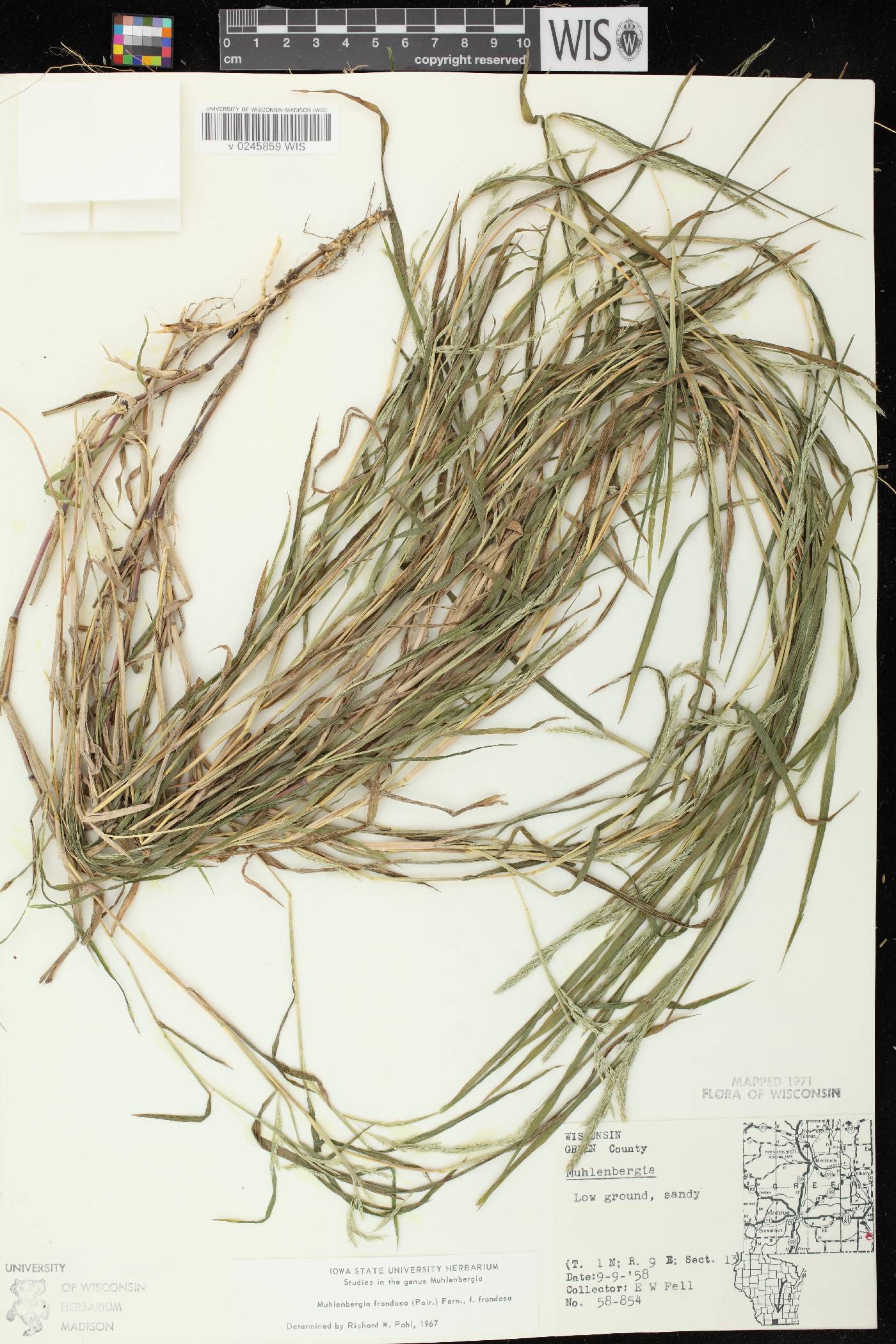 Muhlenbergia frondosa image
