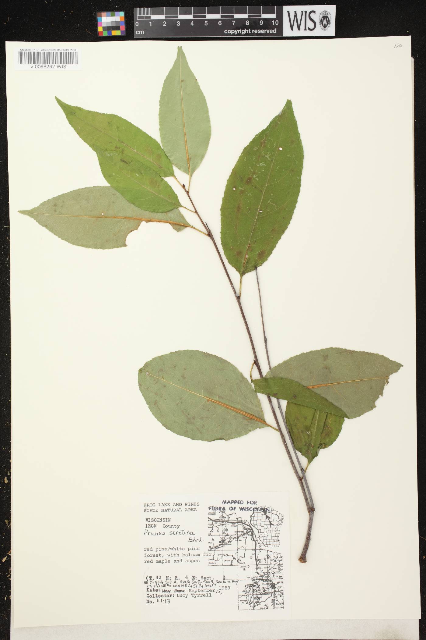 Prunus serotina var. serotina image