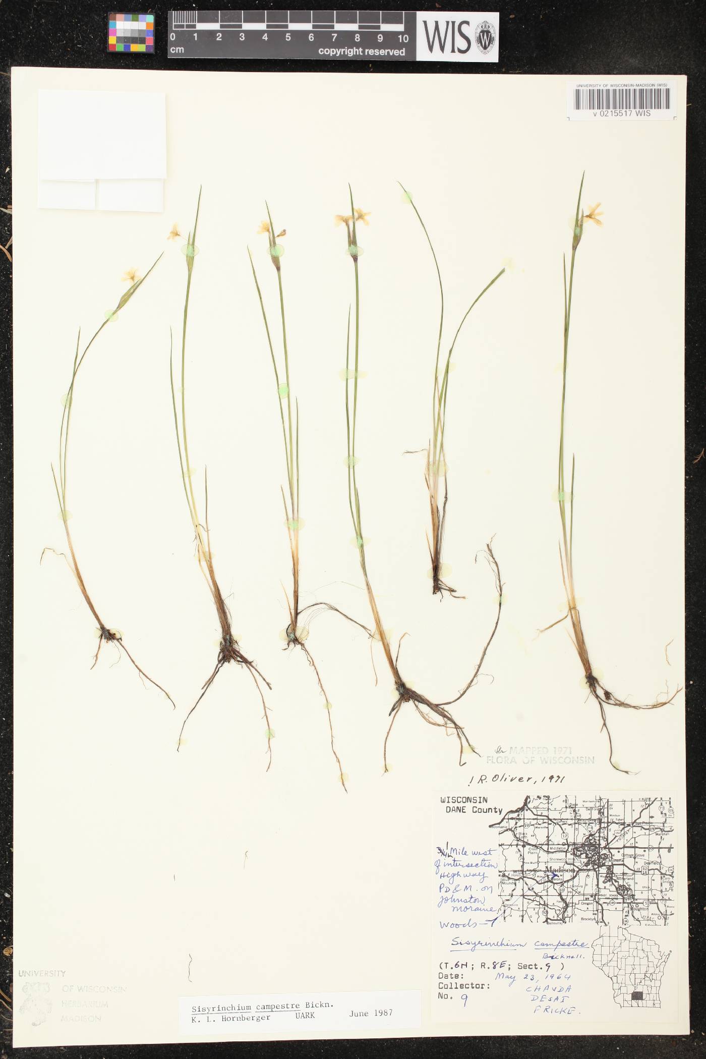 Sisyrinchium campestre image