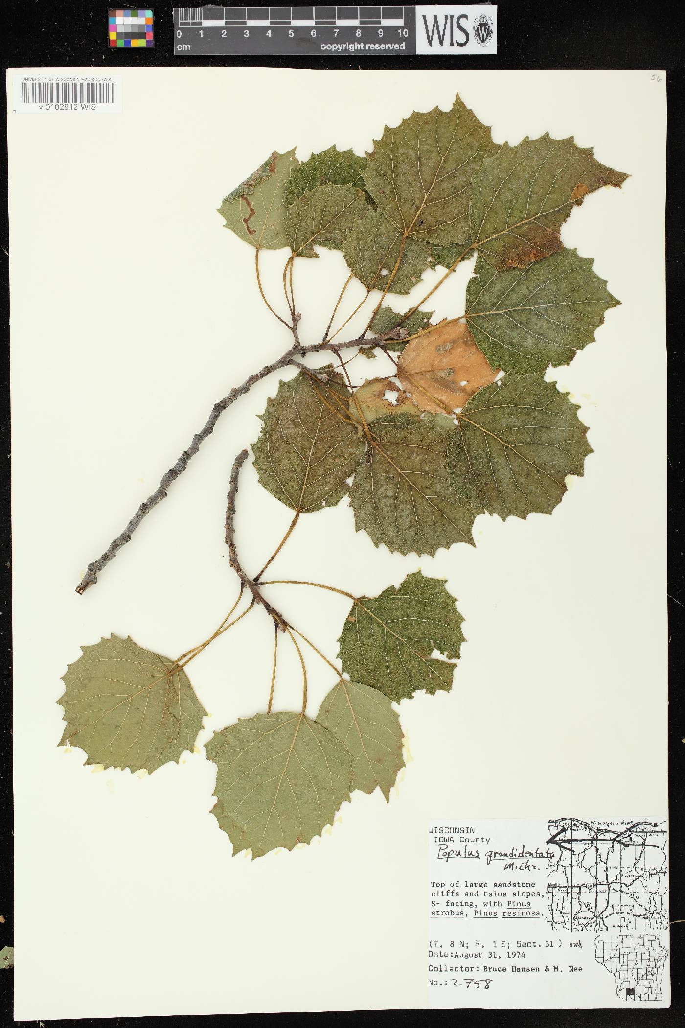Populus grandidentata image