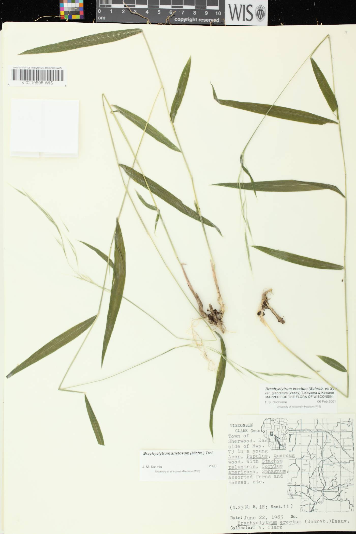 Brachyelytrum aristosum image