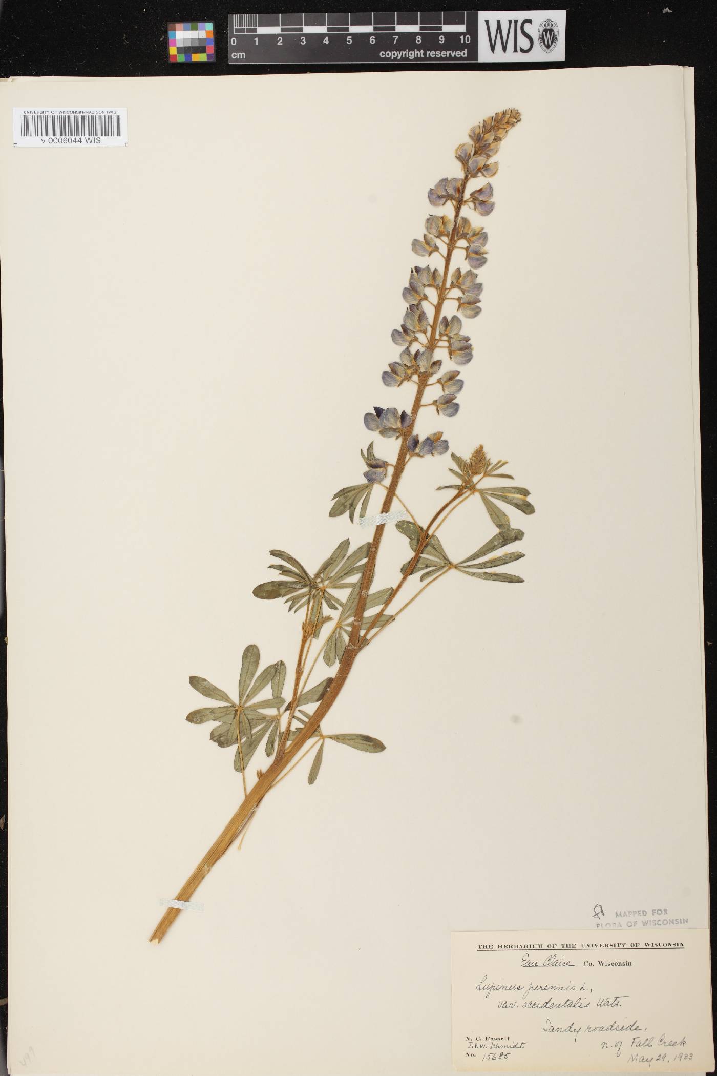 Lupinus perennis var. occidentalis image