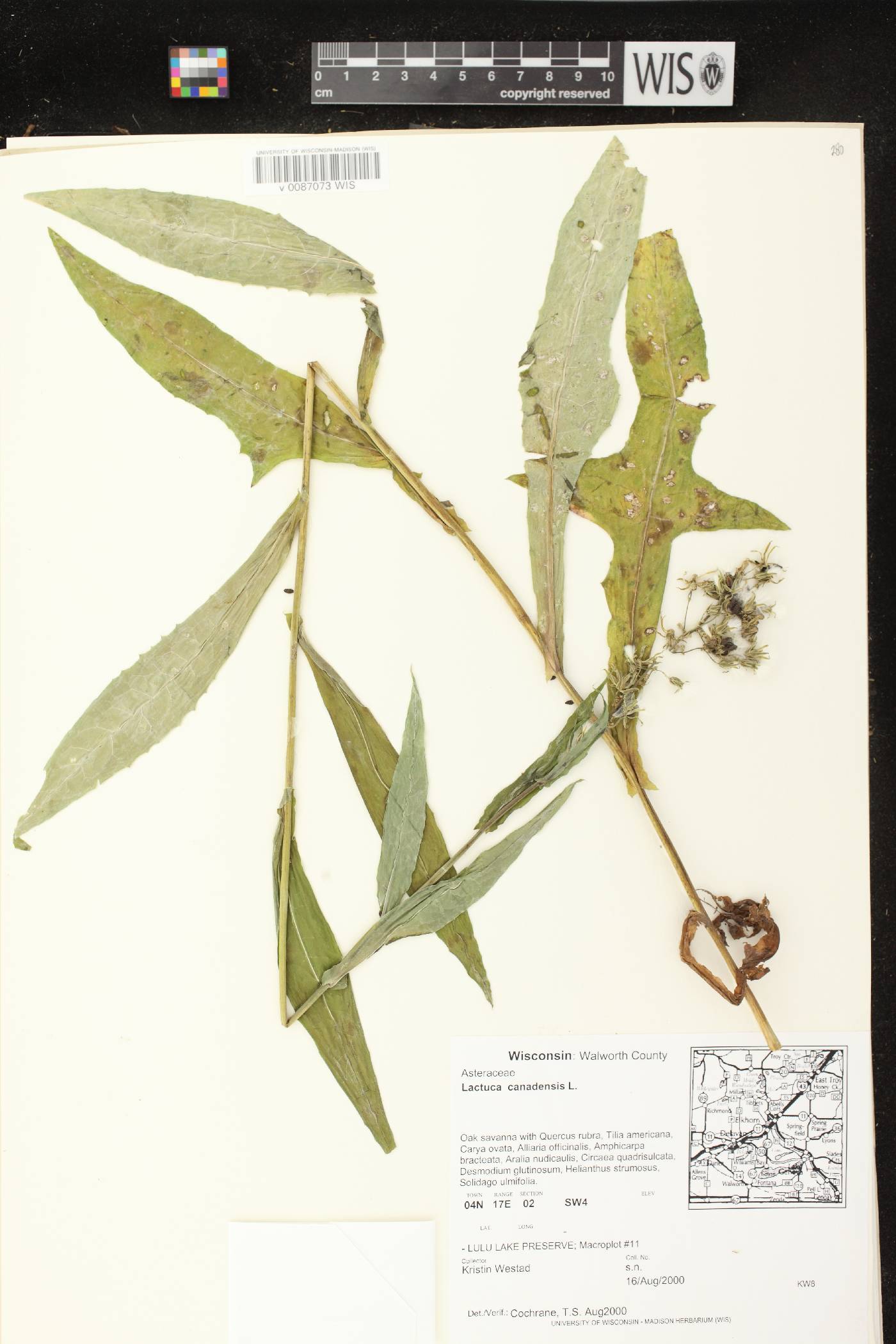 Lactuca canadensis image