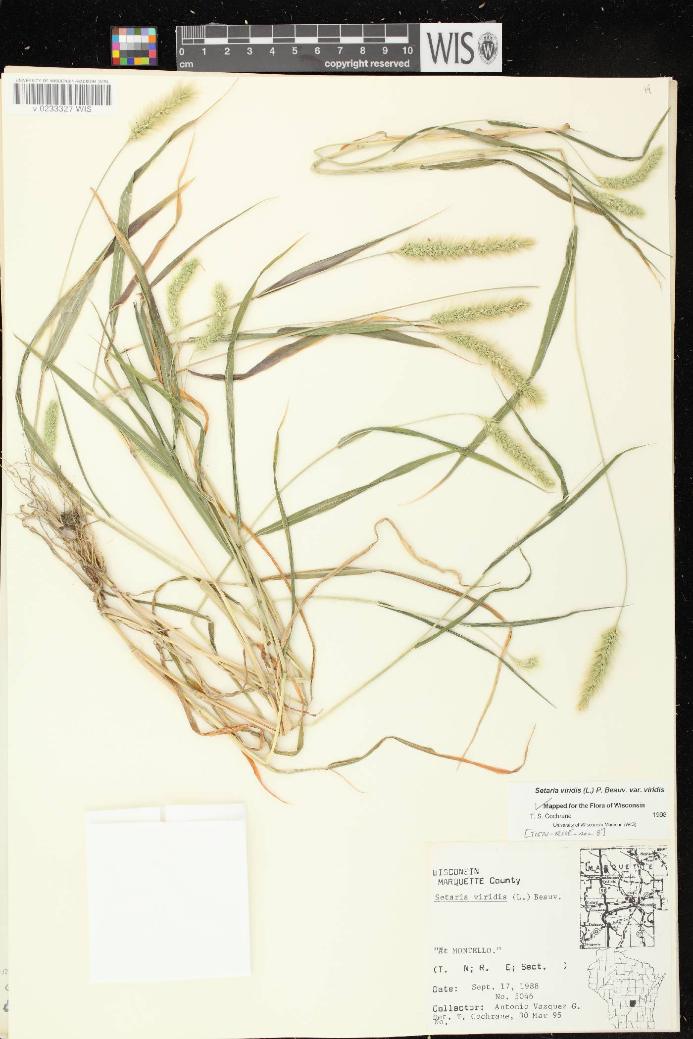 Setaria viridis var. viridis image
