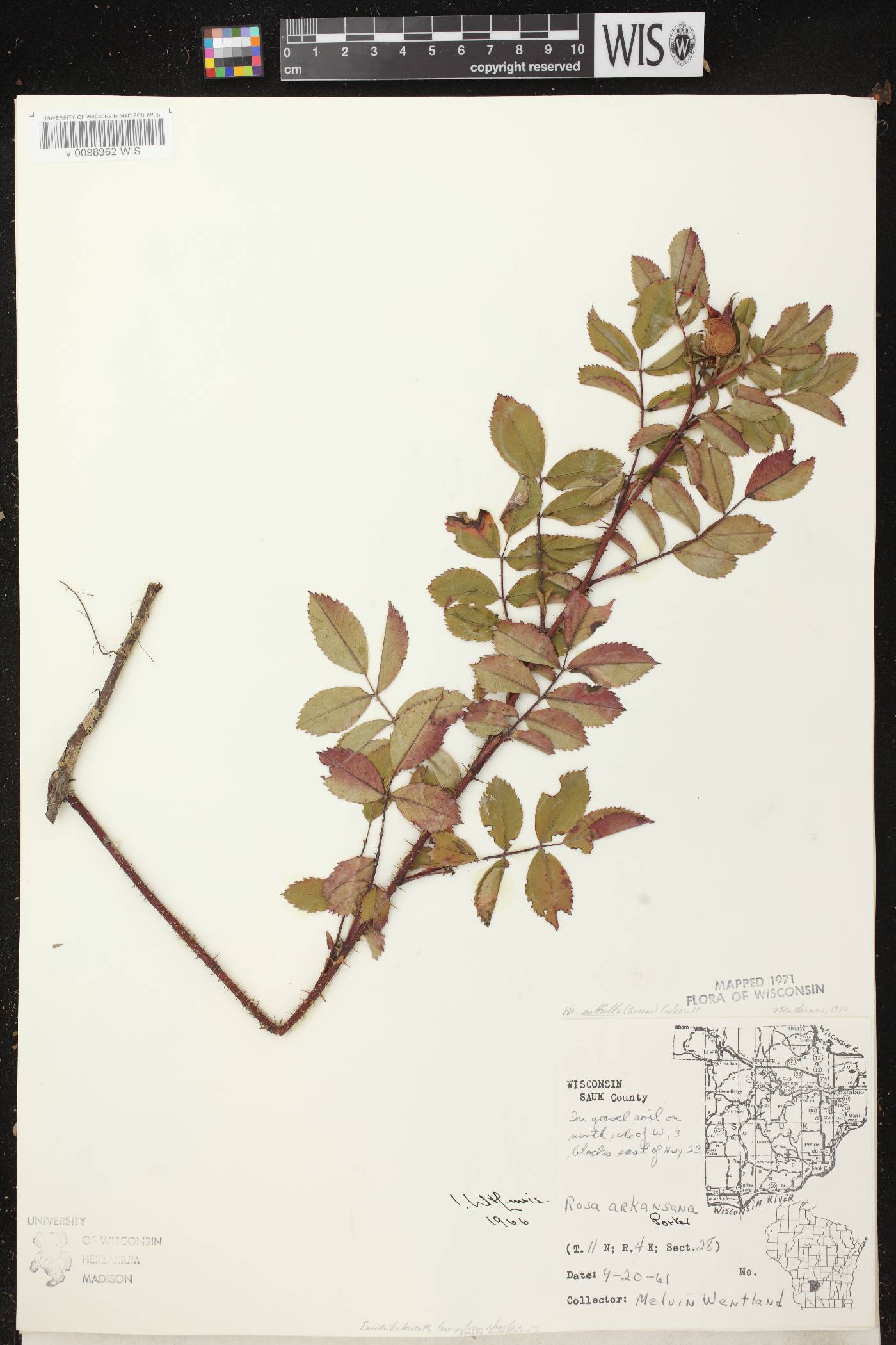 Rosa arkansana image