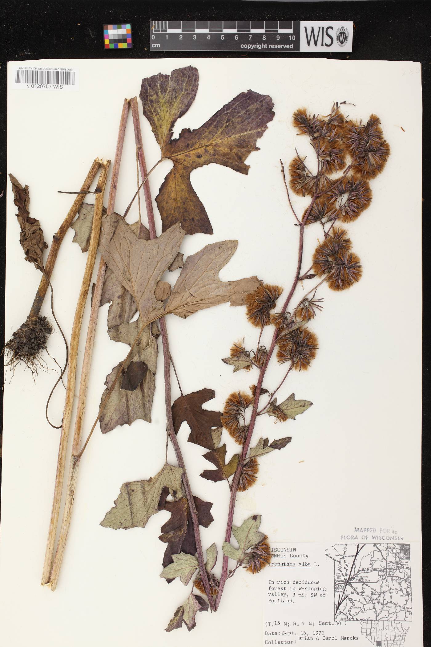 Prenanthes alba image