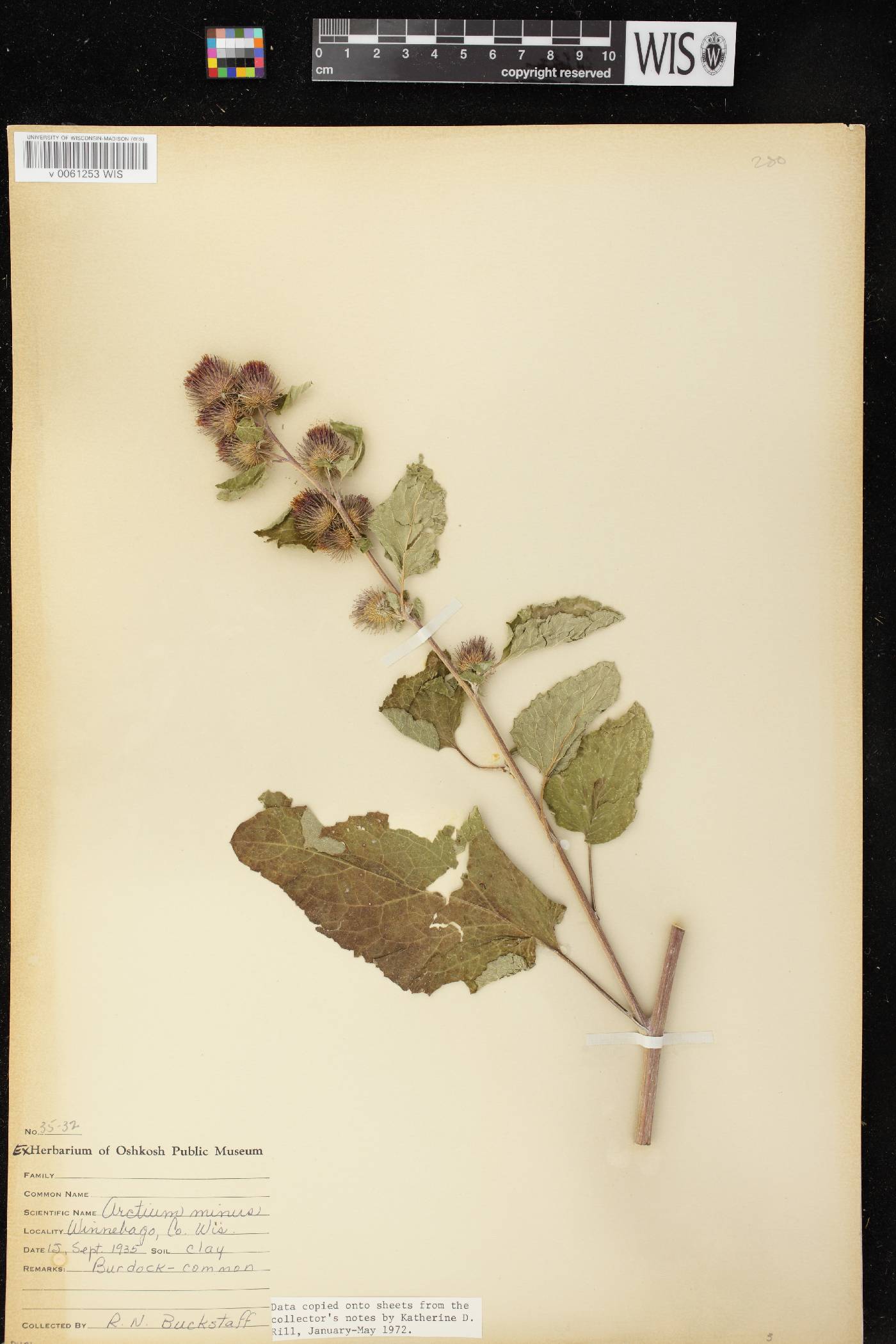 Arctium minus image
