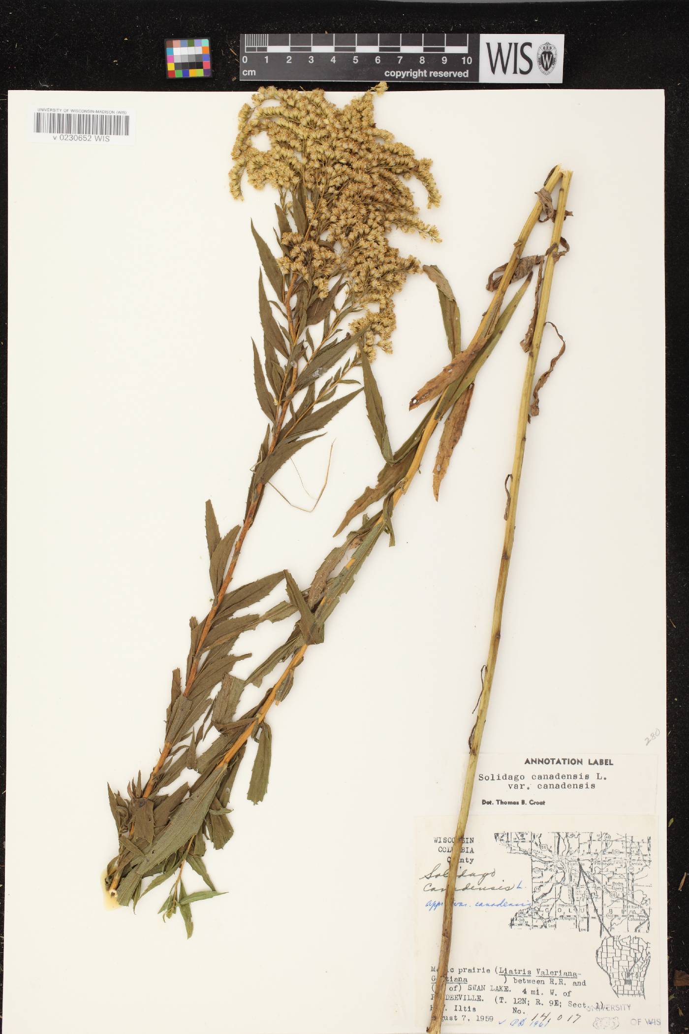 Solidago canadensis var. canadensis image
