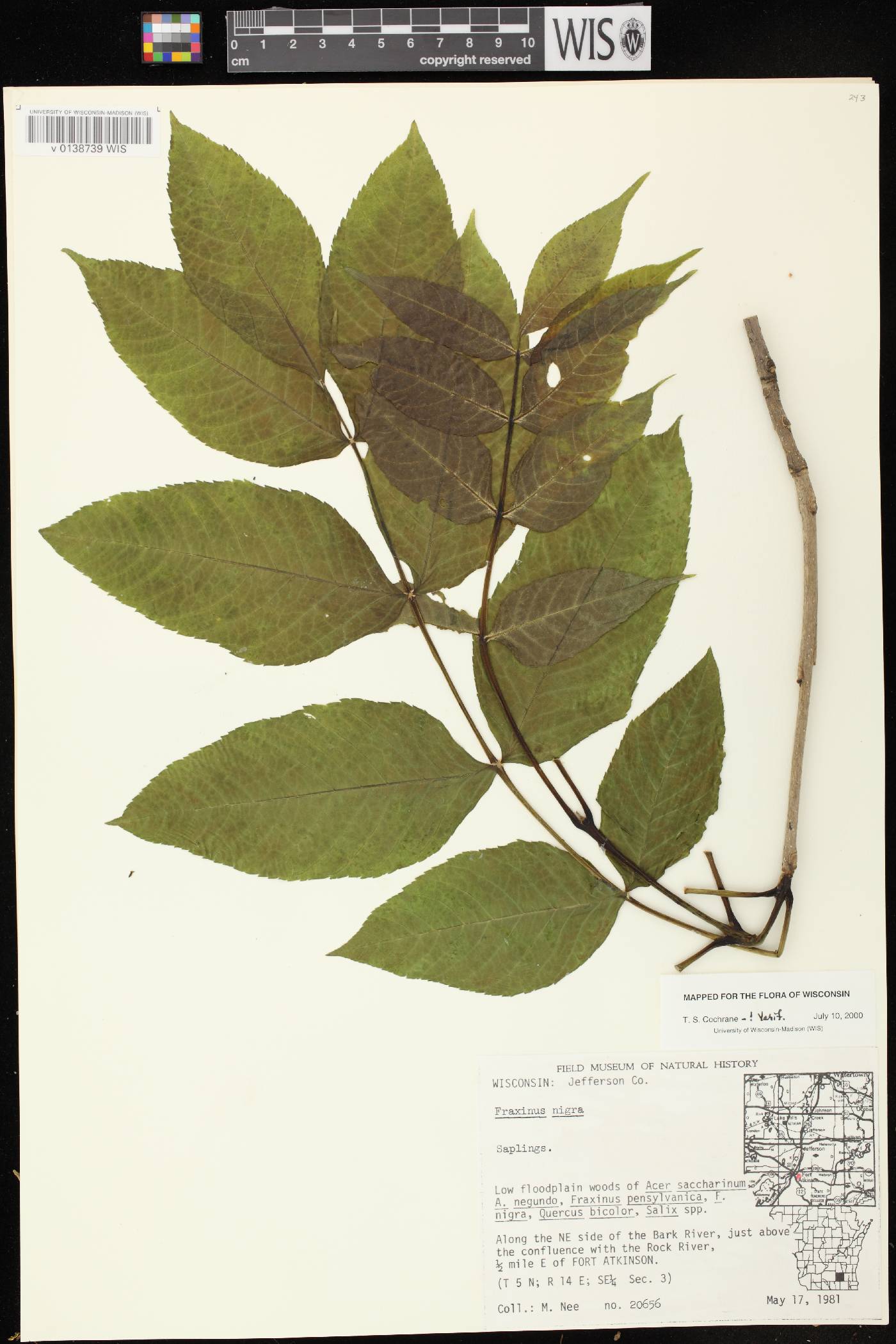 Fraxinus nigra image