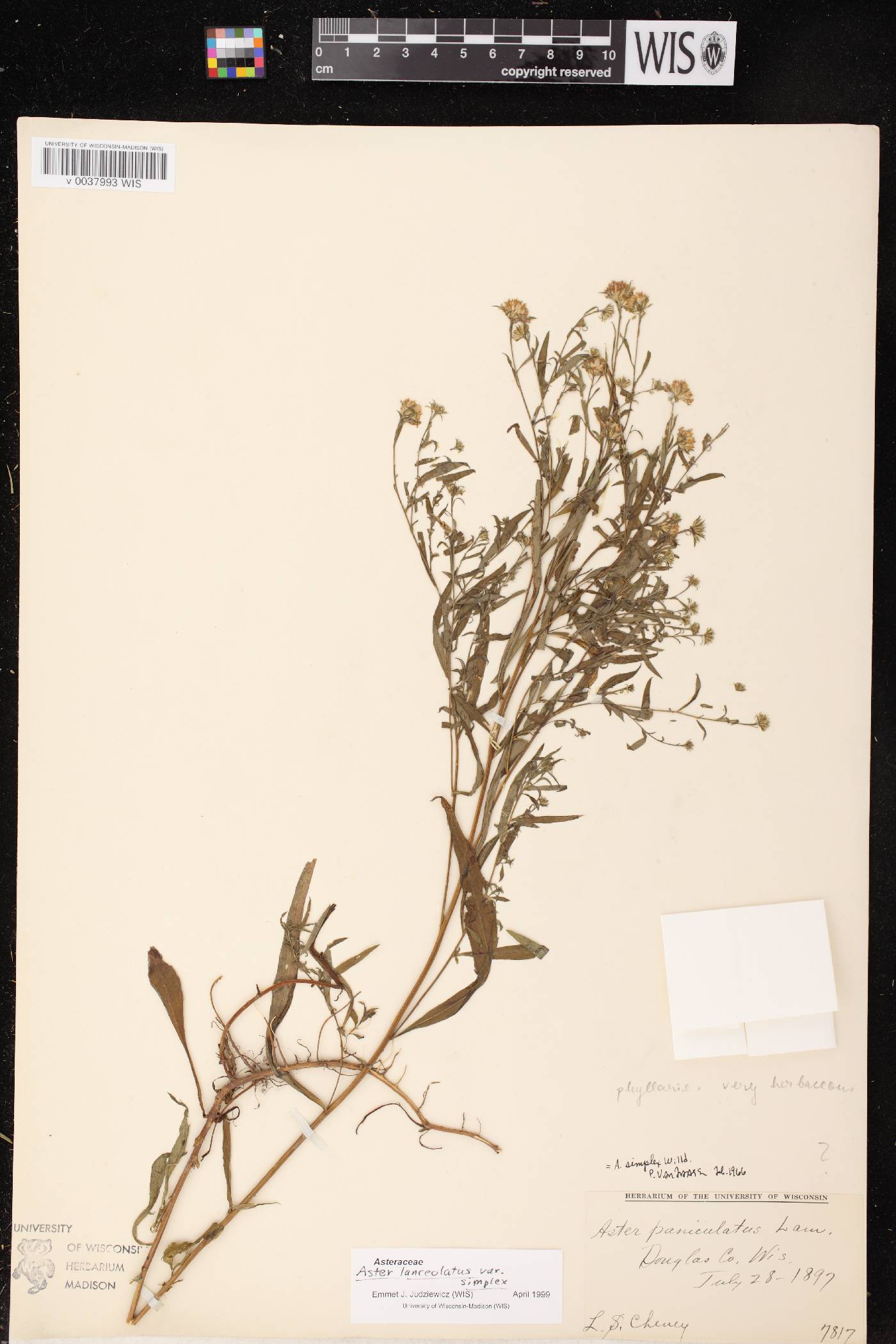 Symphyotrichum lanceolatum image