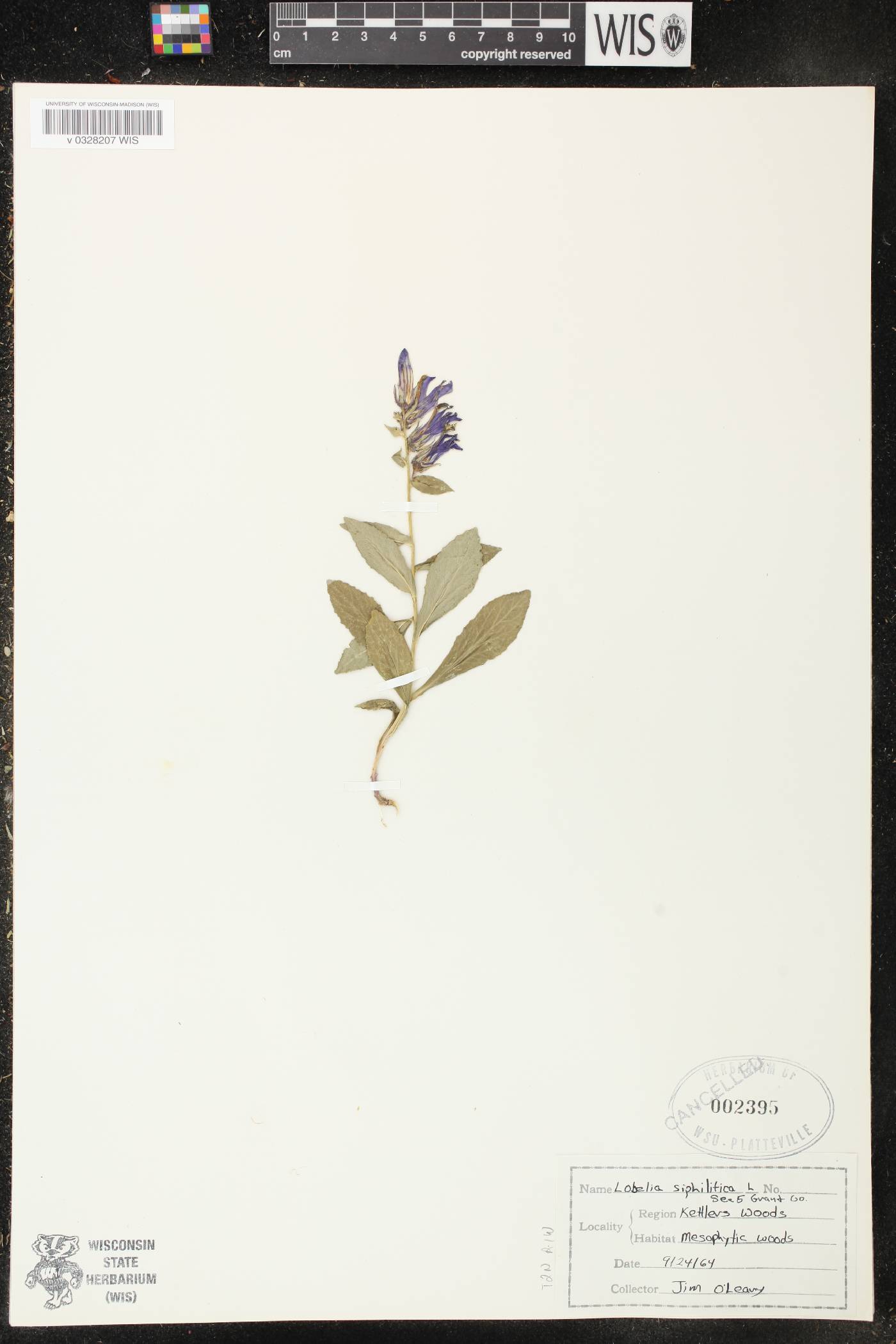 Lobelia siphilitica image
