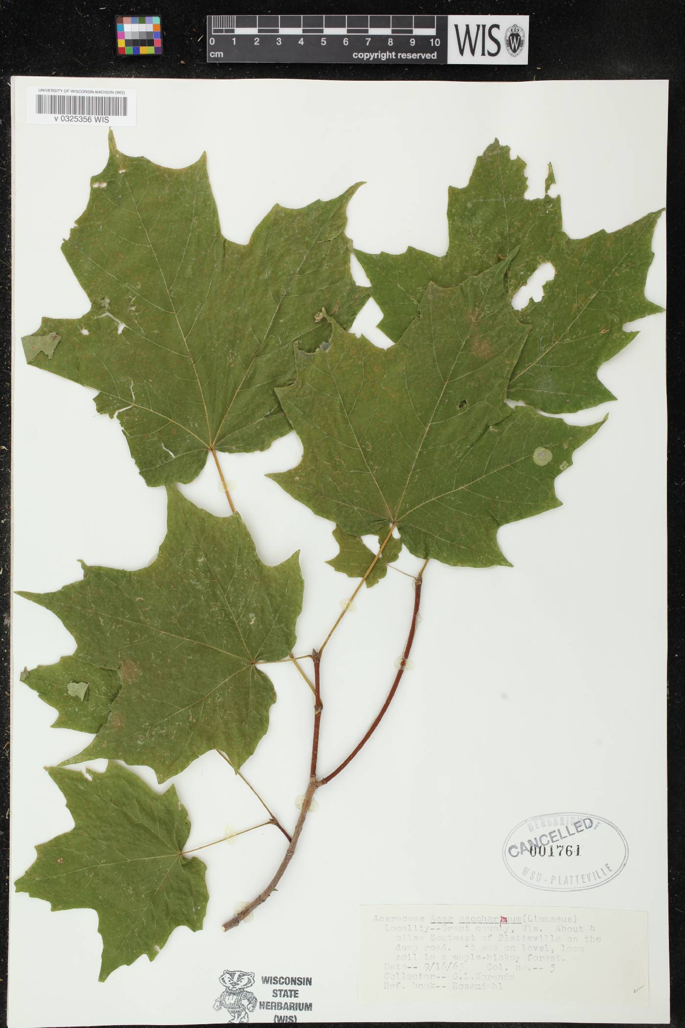 Acer saccharum image