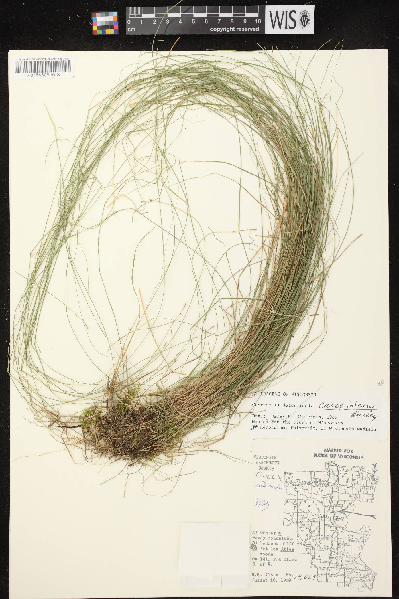 Carex interior image