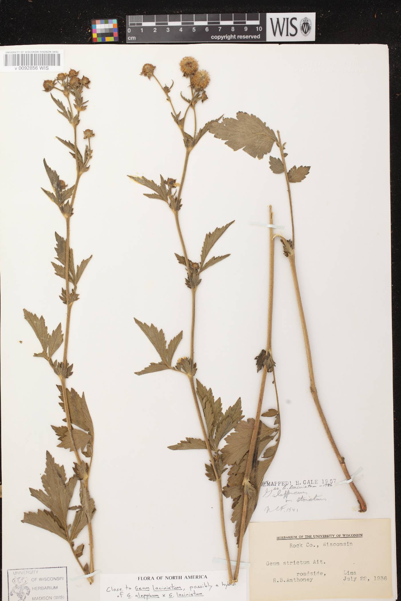 Geum laciniatum image