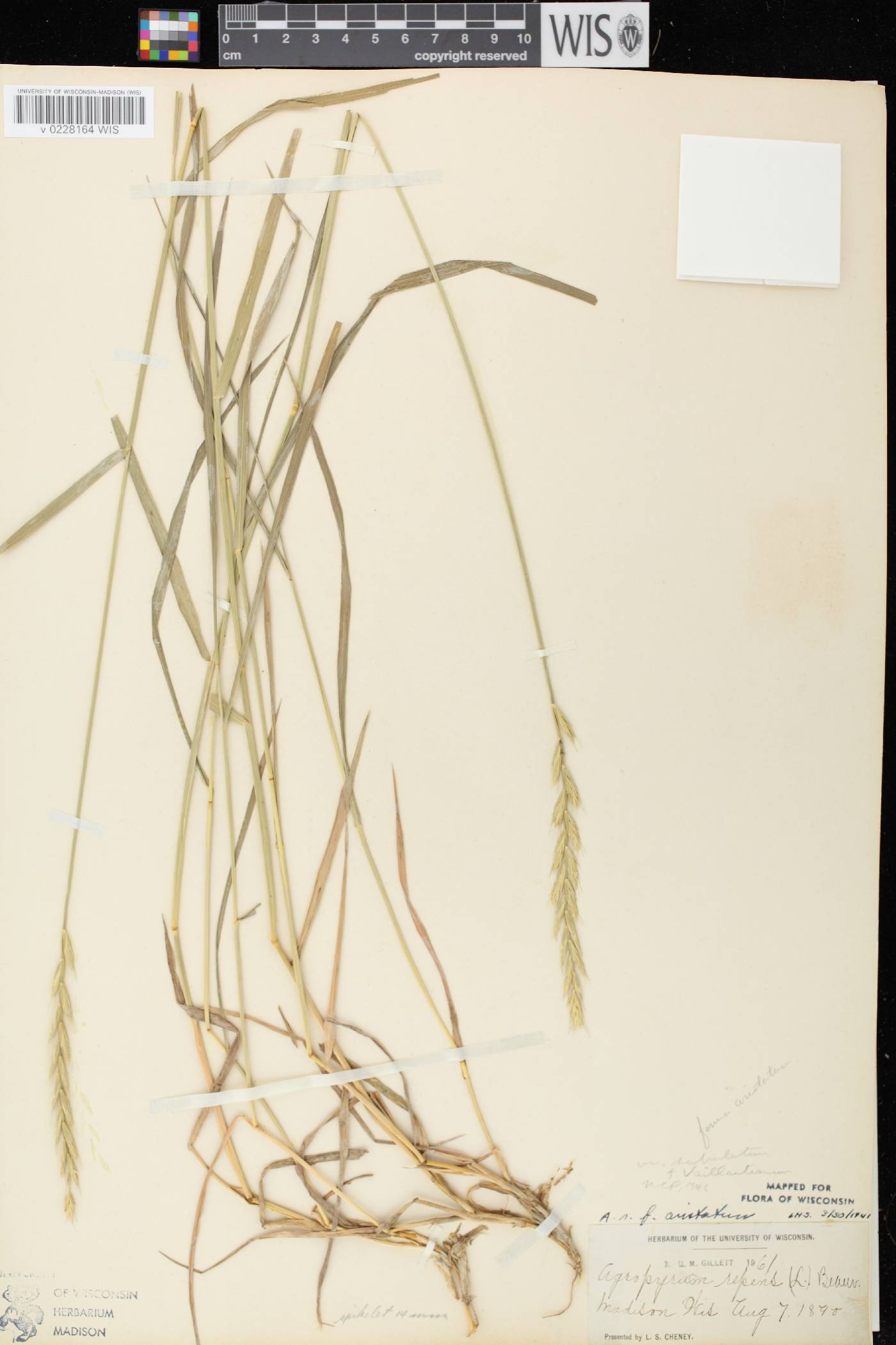 Elymus repens image