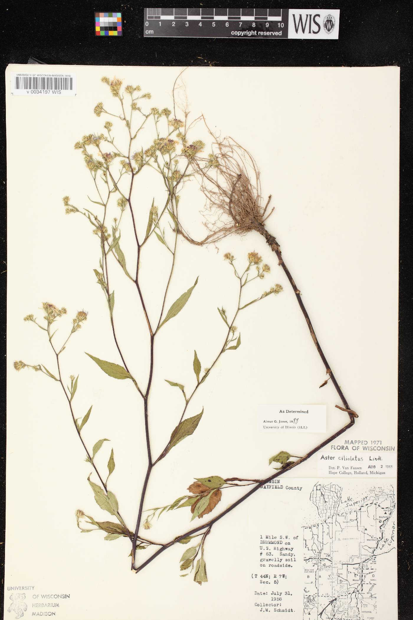 Symphyotrichum ciliolatum image