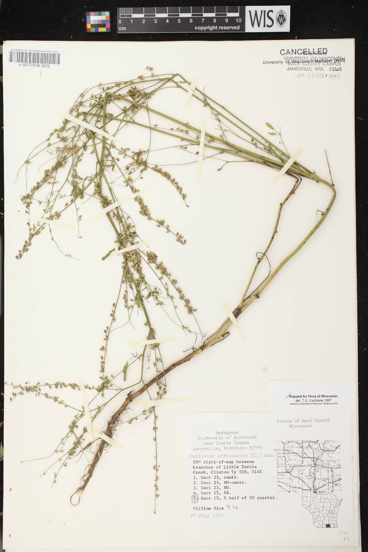 Melilotus officinalis image