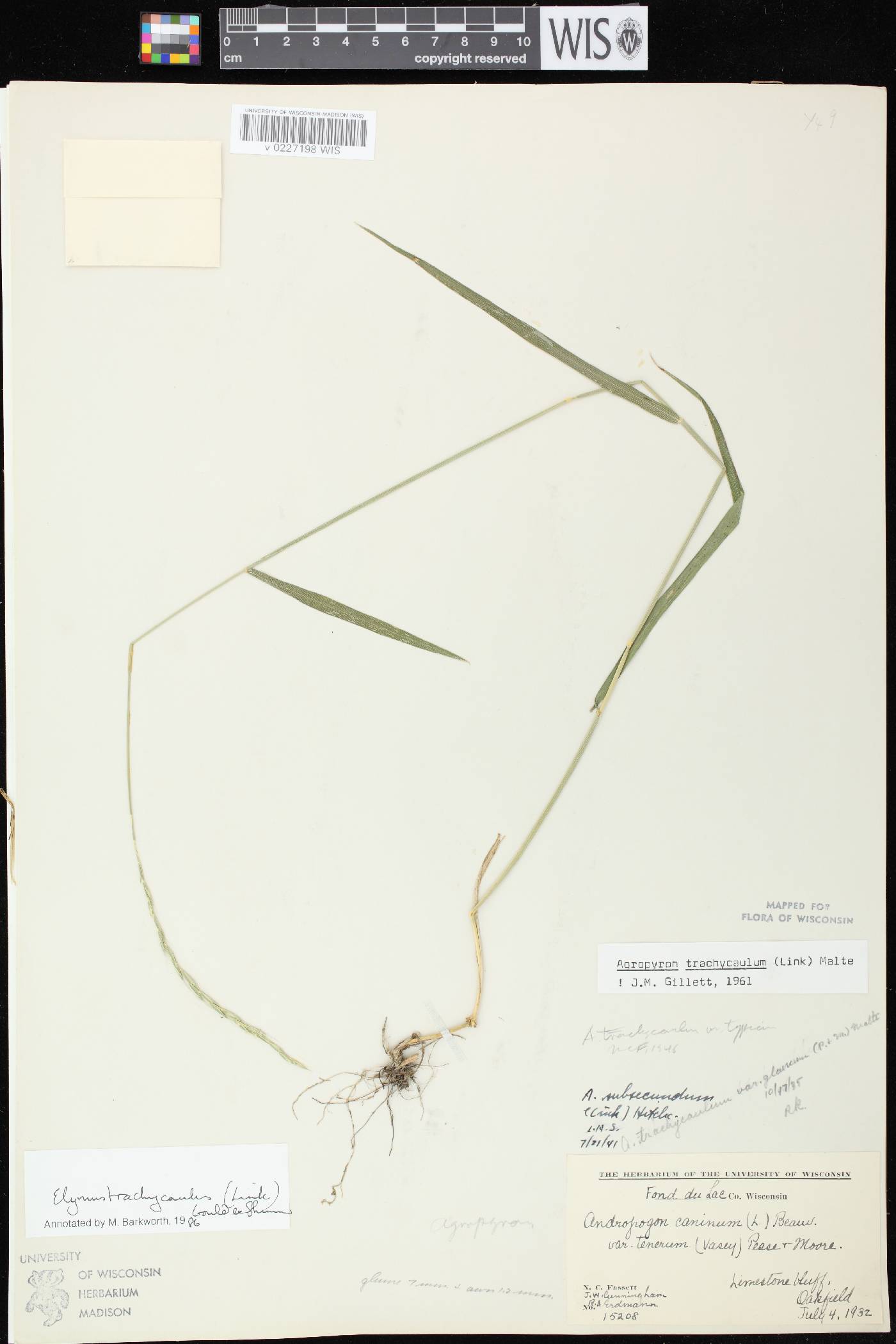 Elymus trachycaulus subsp. trachycaulus image