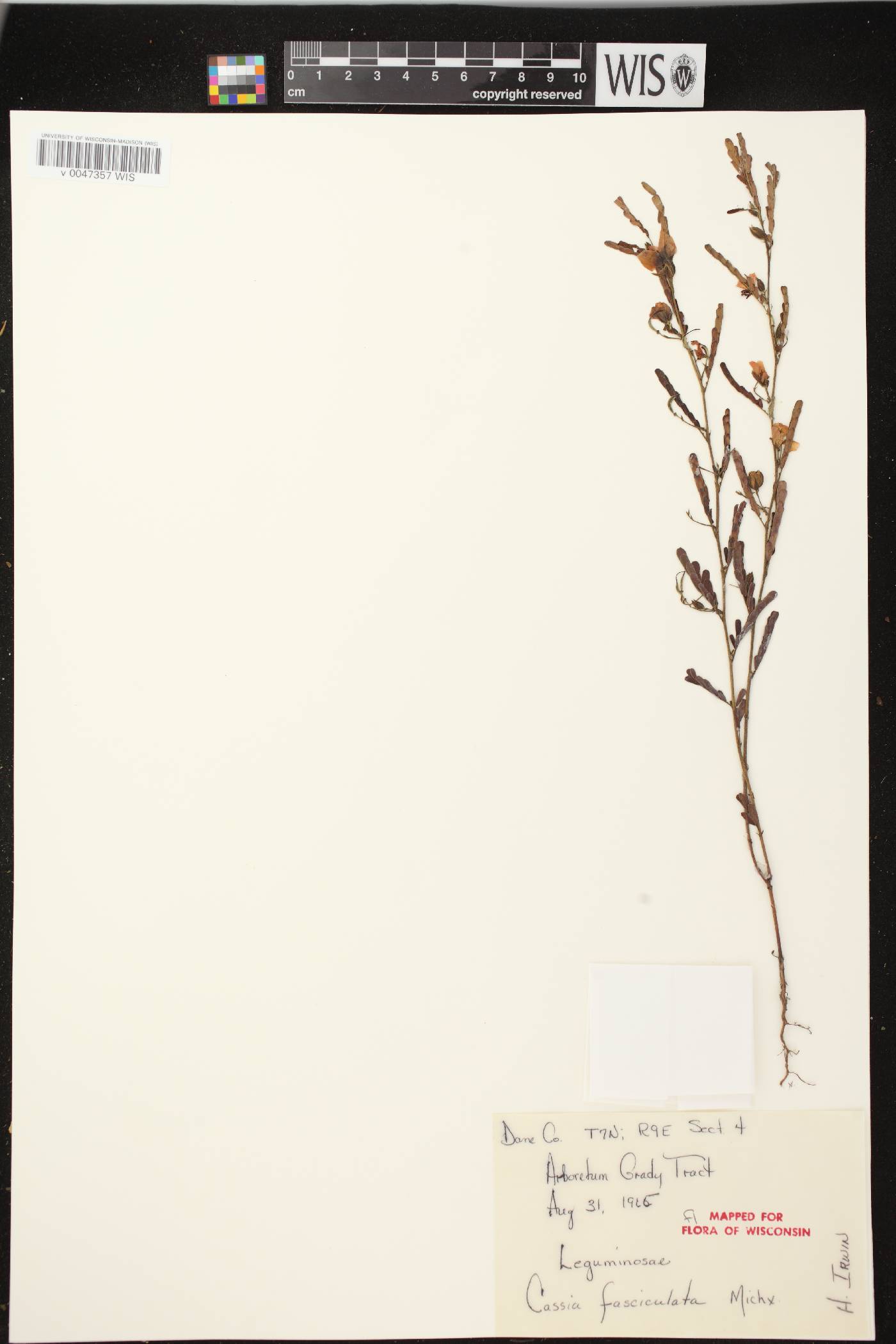 Chamaecrista fasciculata image
