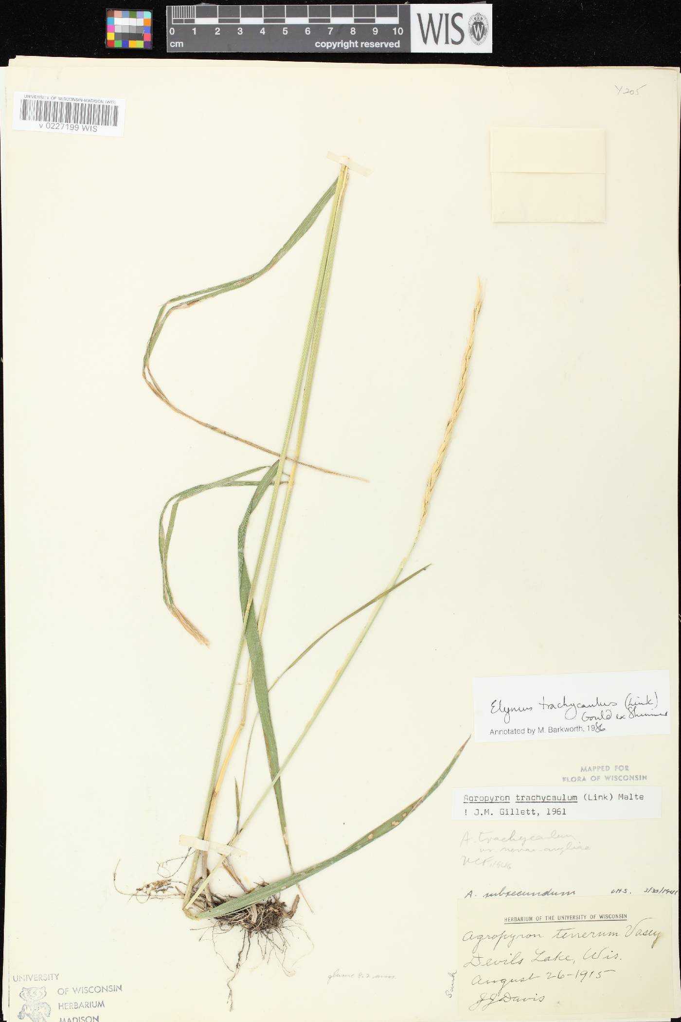 Elymus trachycaulus subsp. trachycaulus image