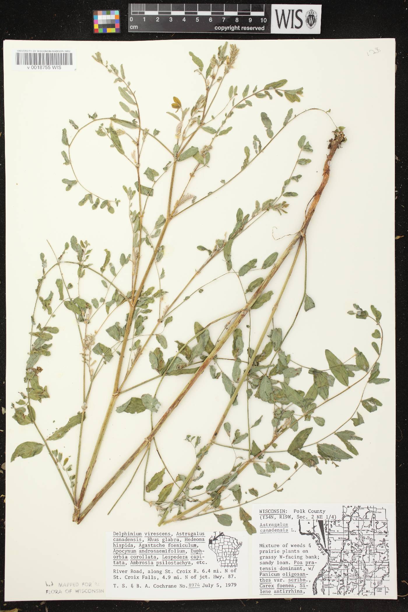 Astragalus canadensis var. canadensis image