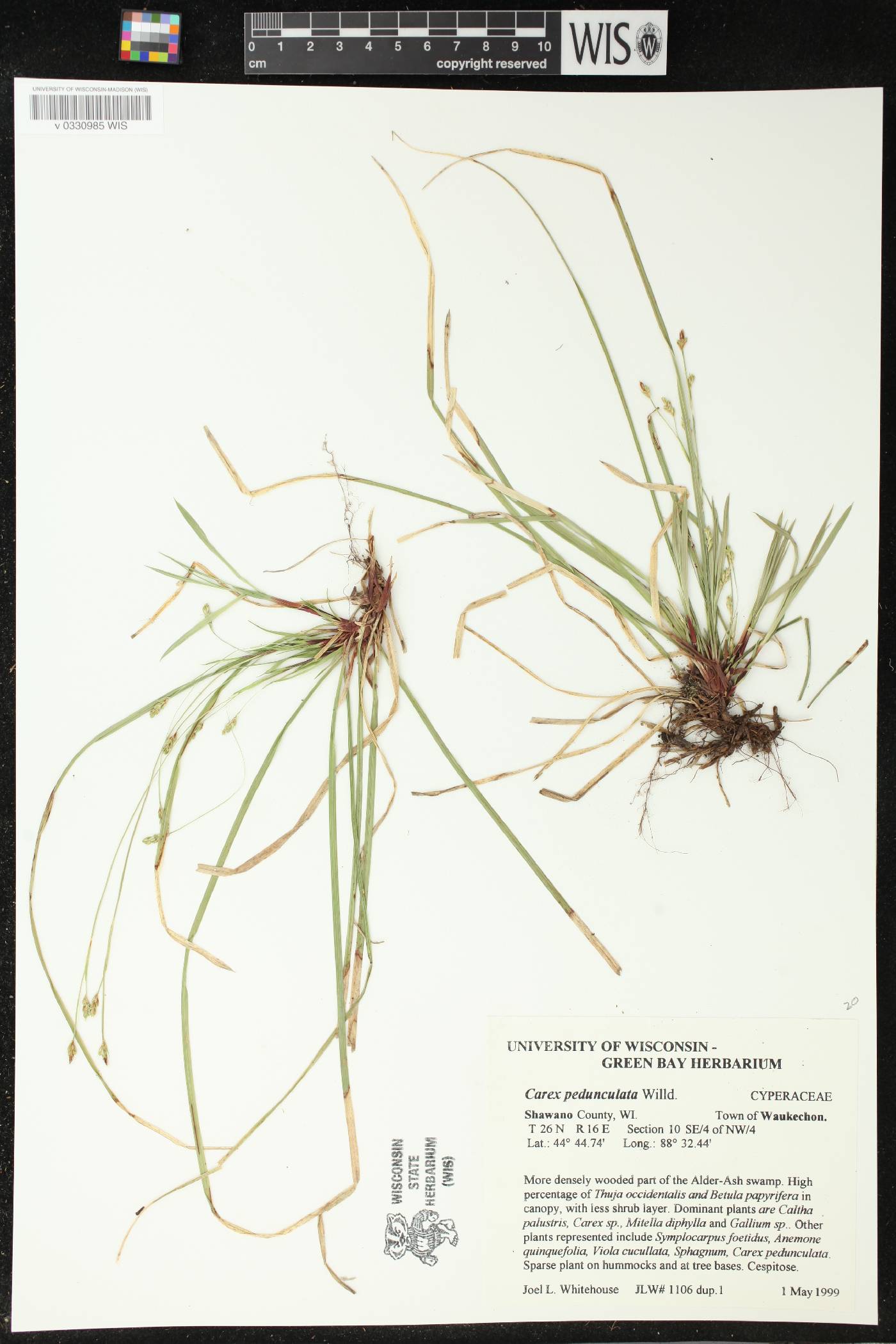 Carex pedunculata image