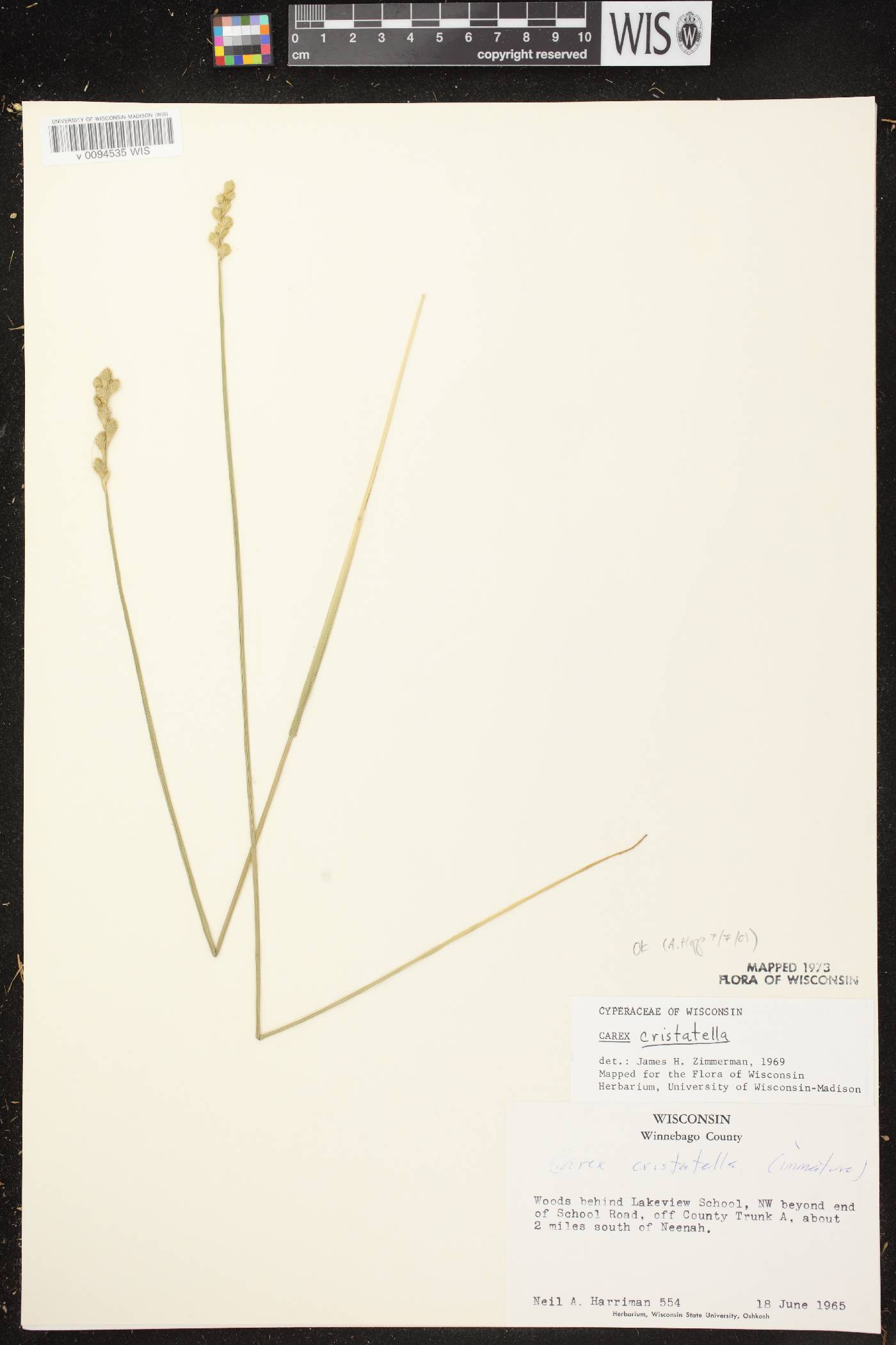 Carex cristatella image
