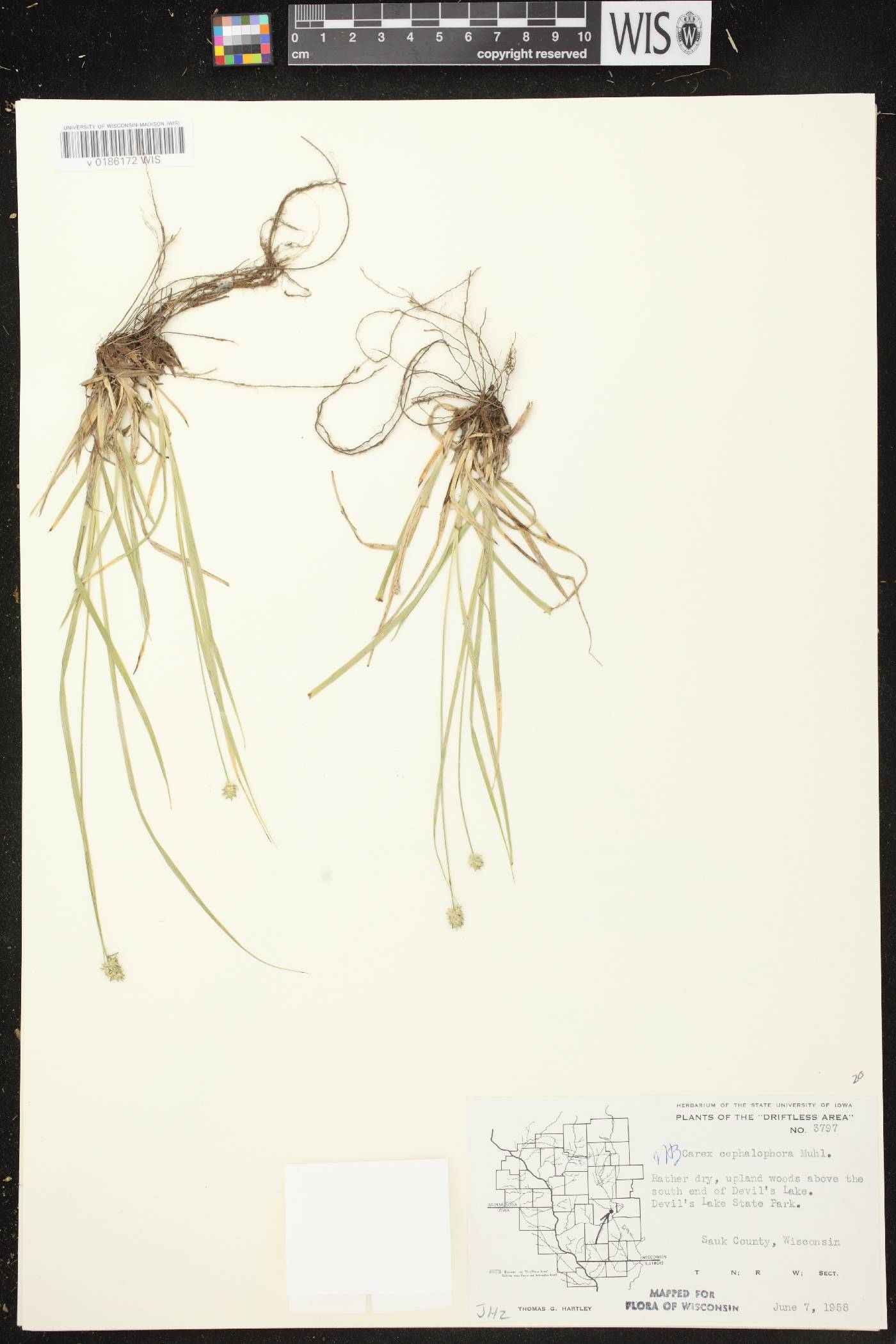 Carex cephalophora image