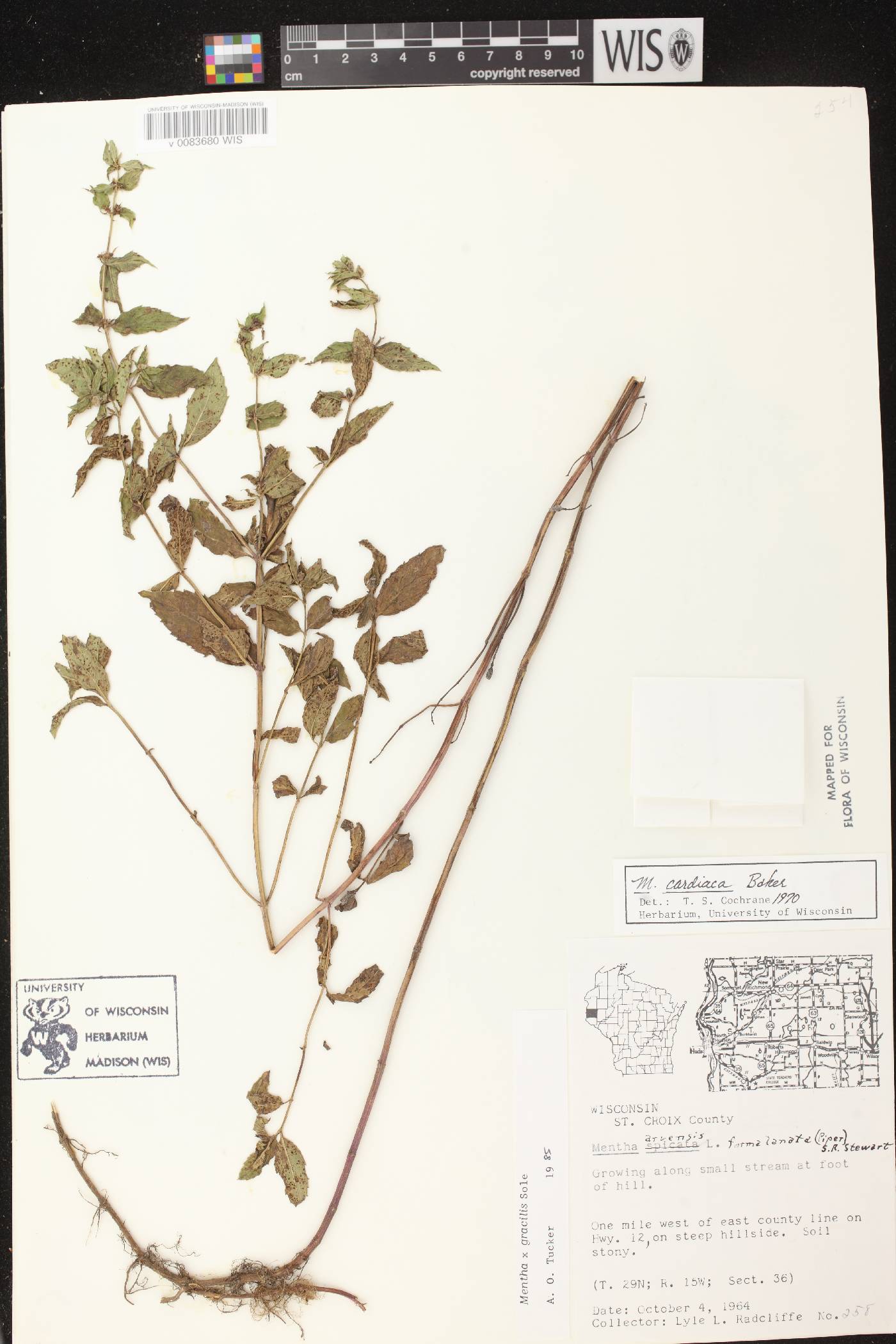 Mentha X gracilis image