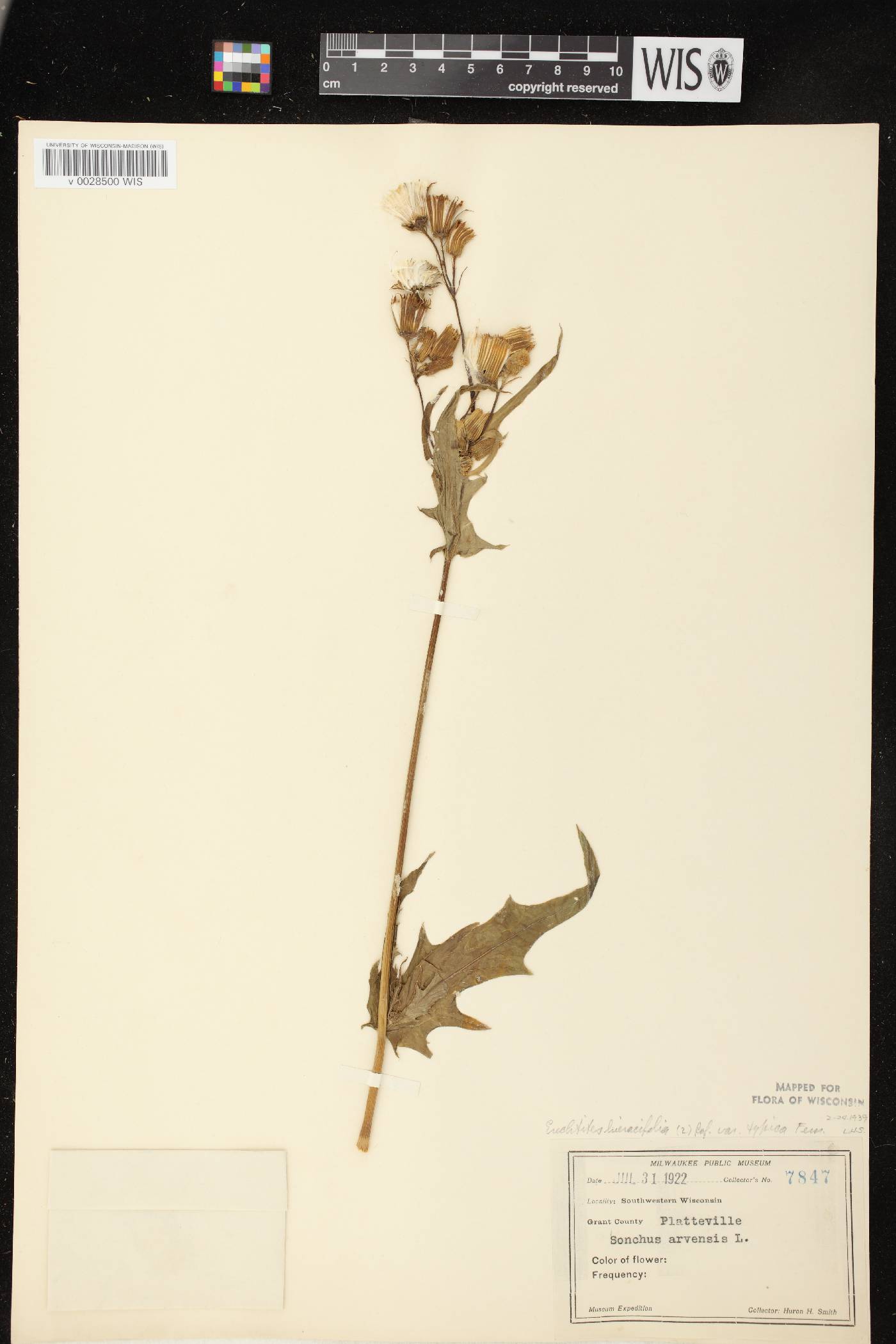 Erechtites hieracifolius image