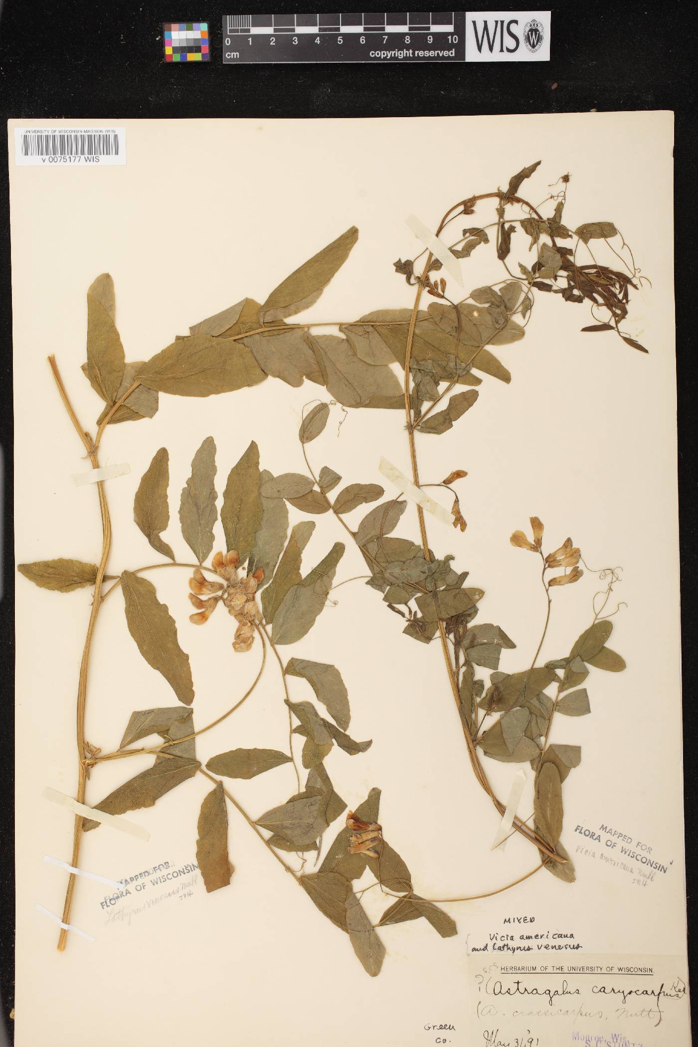 Lathyrus venosus image