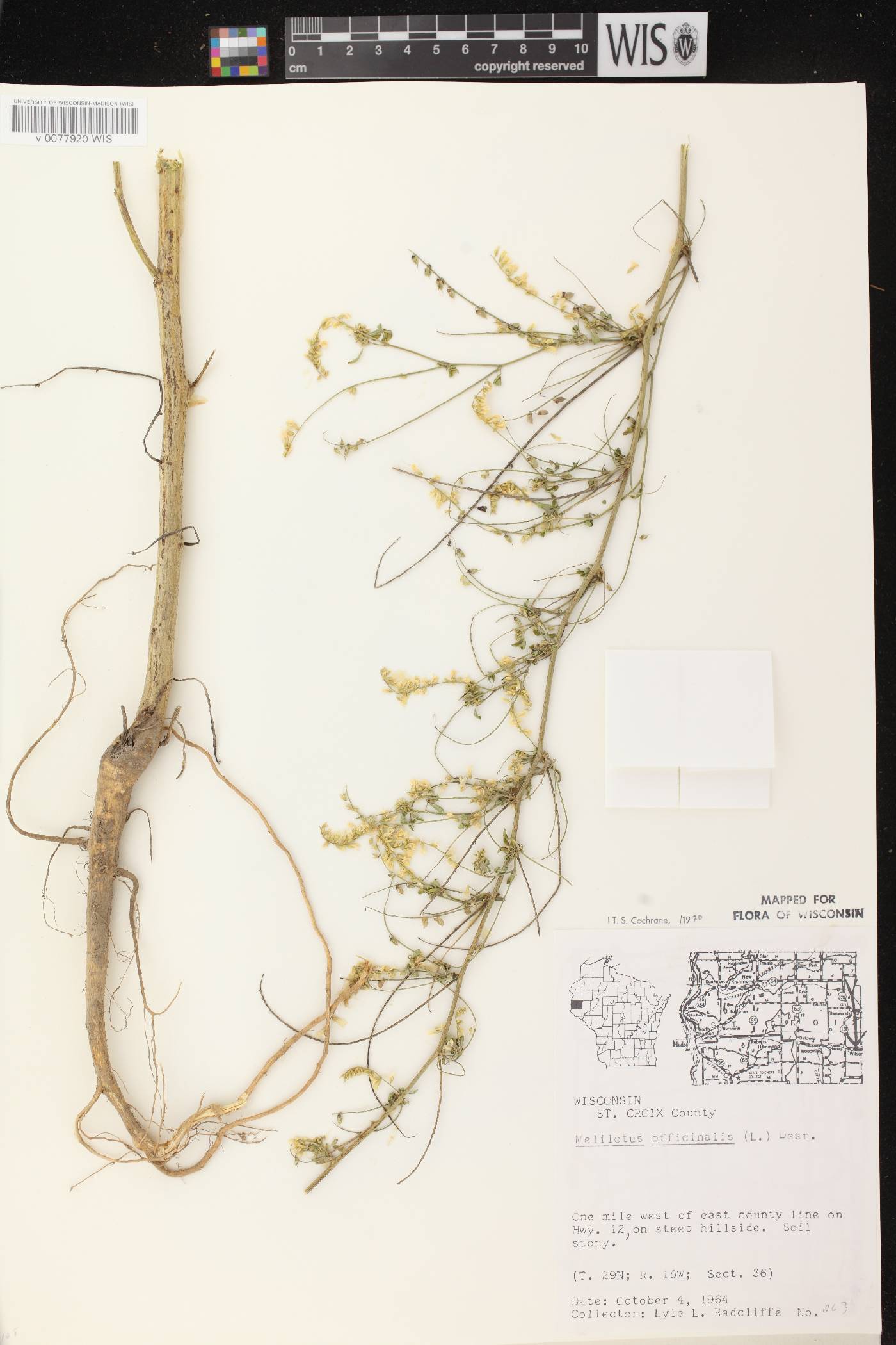 Melilotus officinalis image