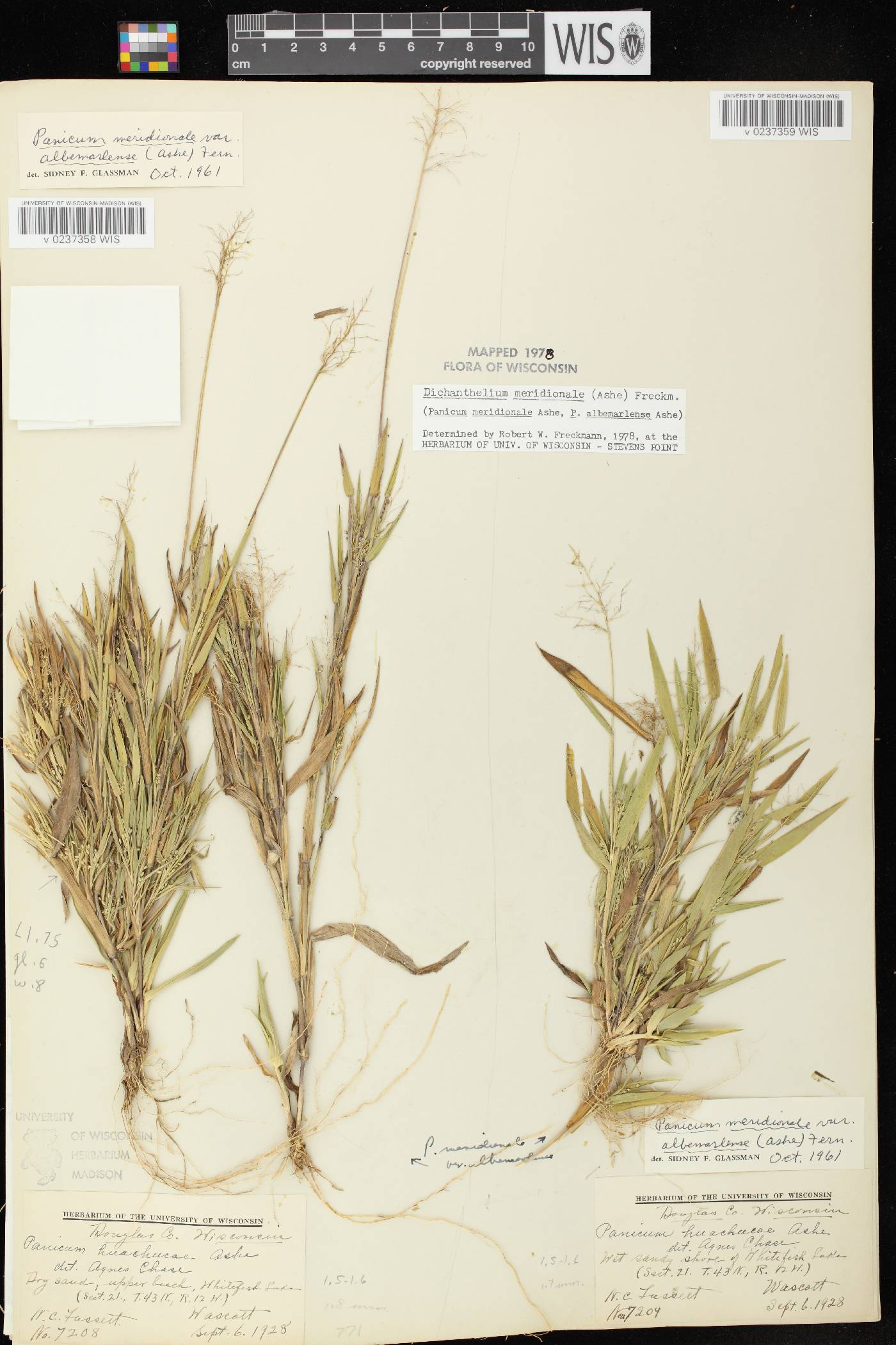Dichanthelium meridionale image