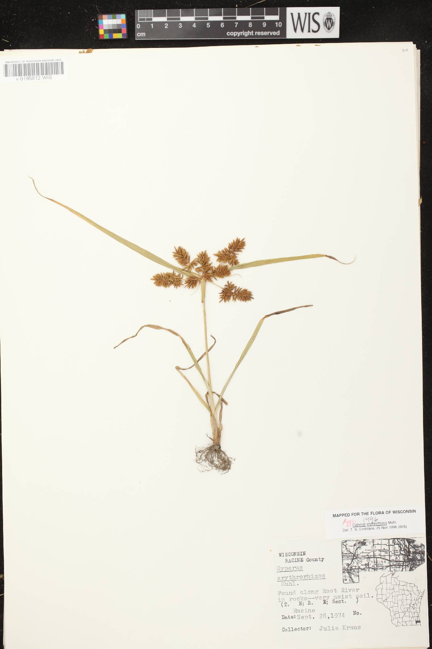 Cyperus erythrorhizos image