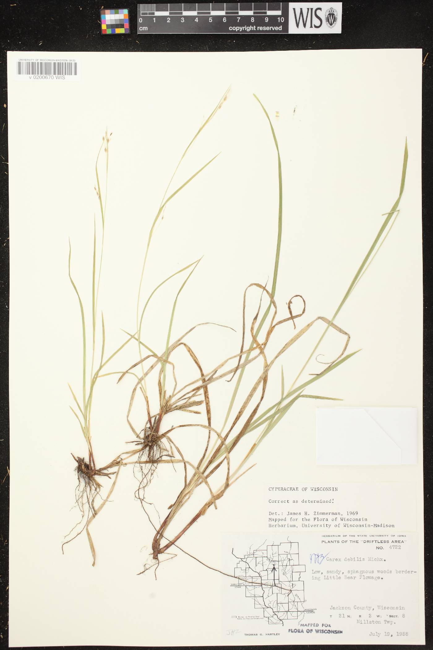 Carex debilis var. rudgei image