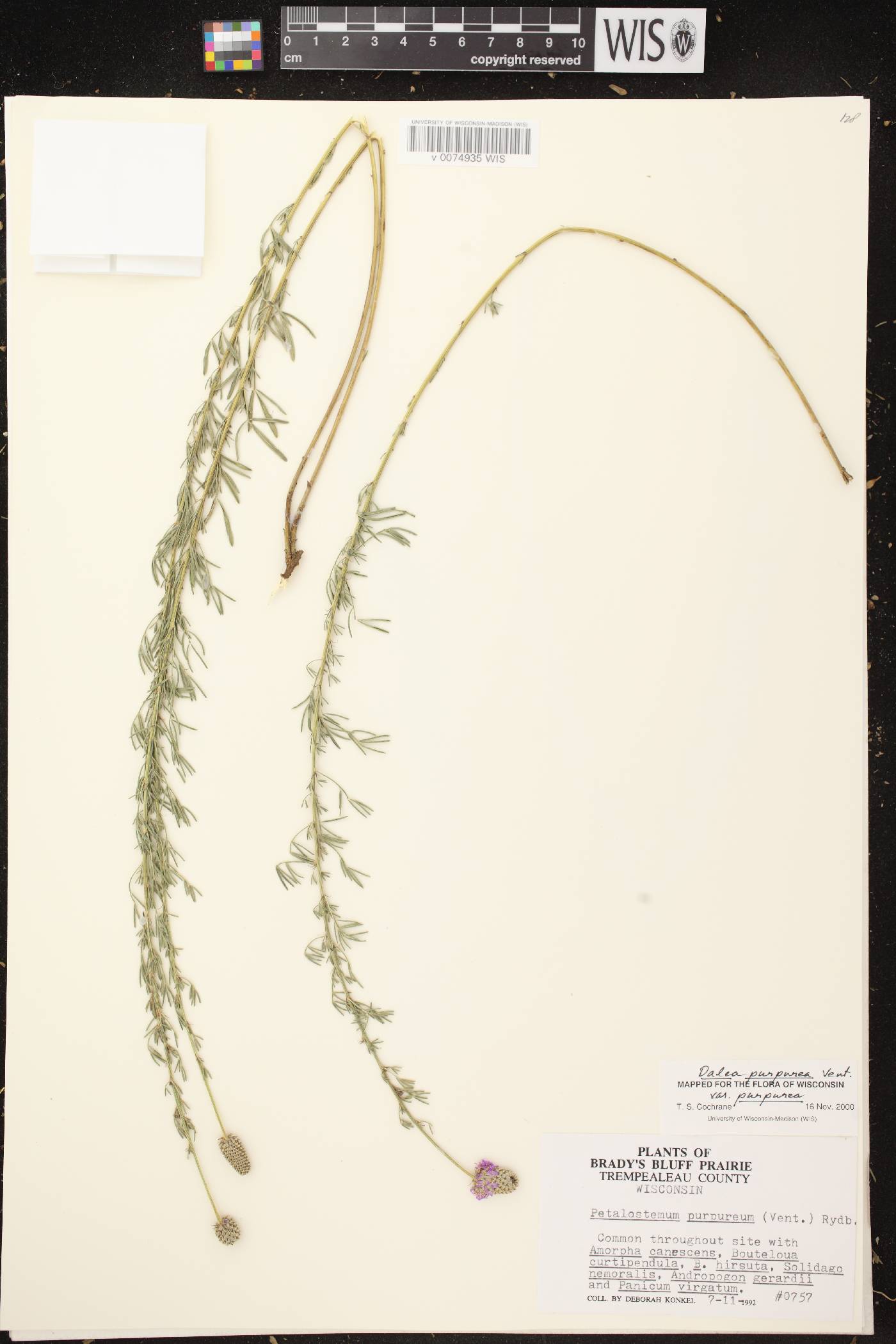 Dalea purpurea var. purpurea image