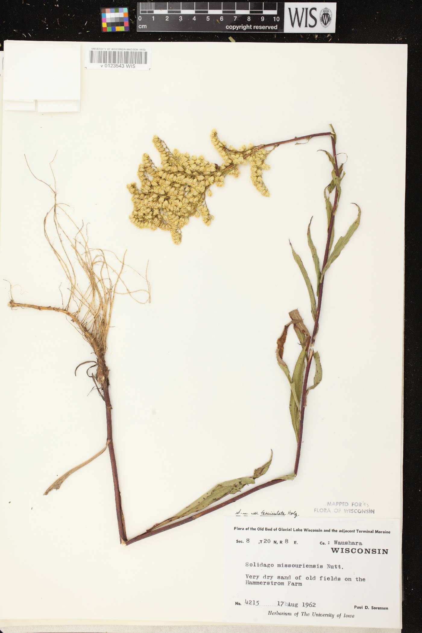 Solidago missouriensis image