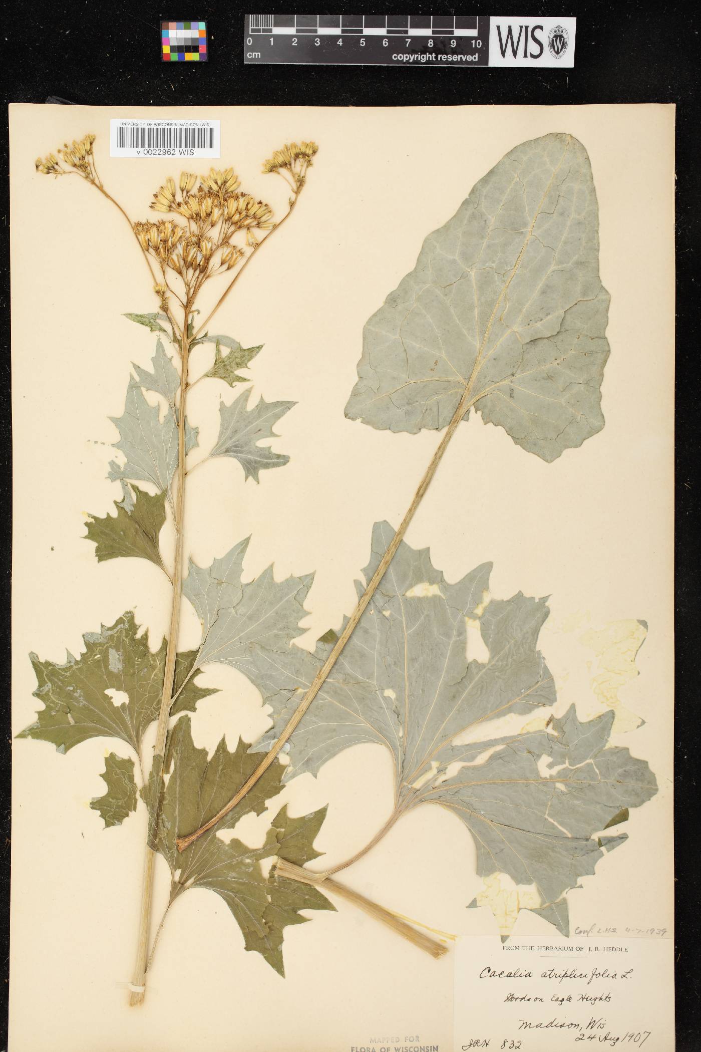 Arnoglossum atriplicifolium image